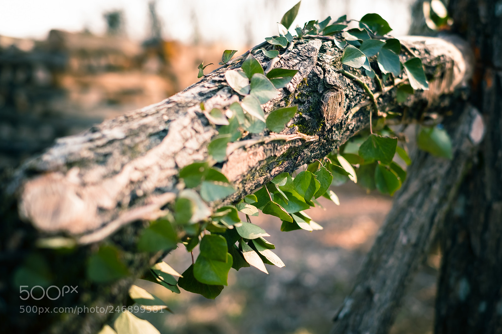Fujifilm X-T20 sample photo. Leafs photography