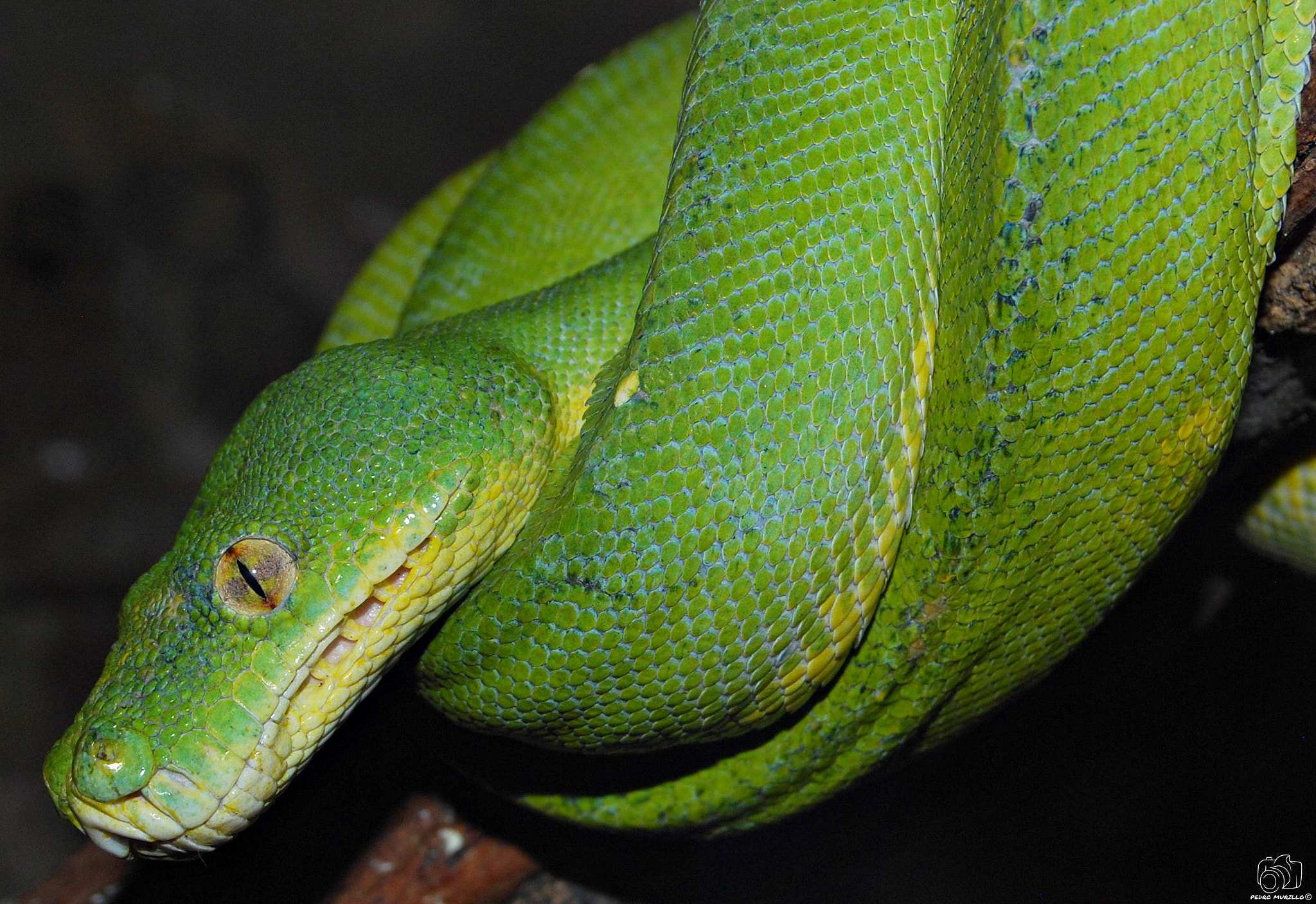 Nikon D60 sample photo