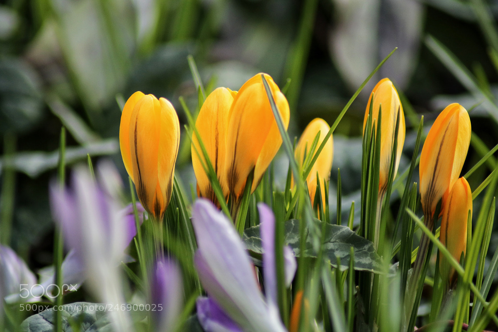 Canon EOS 750D (EOS Rebel T6i / EOS Kiss X8i) sample photo. Yellow crocus photography