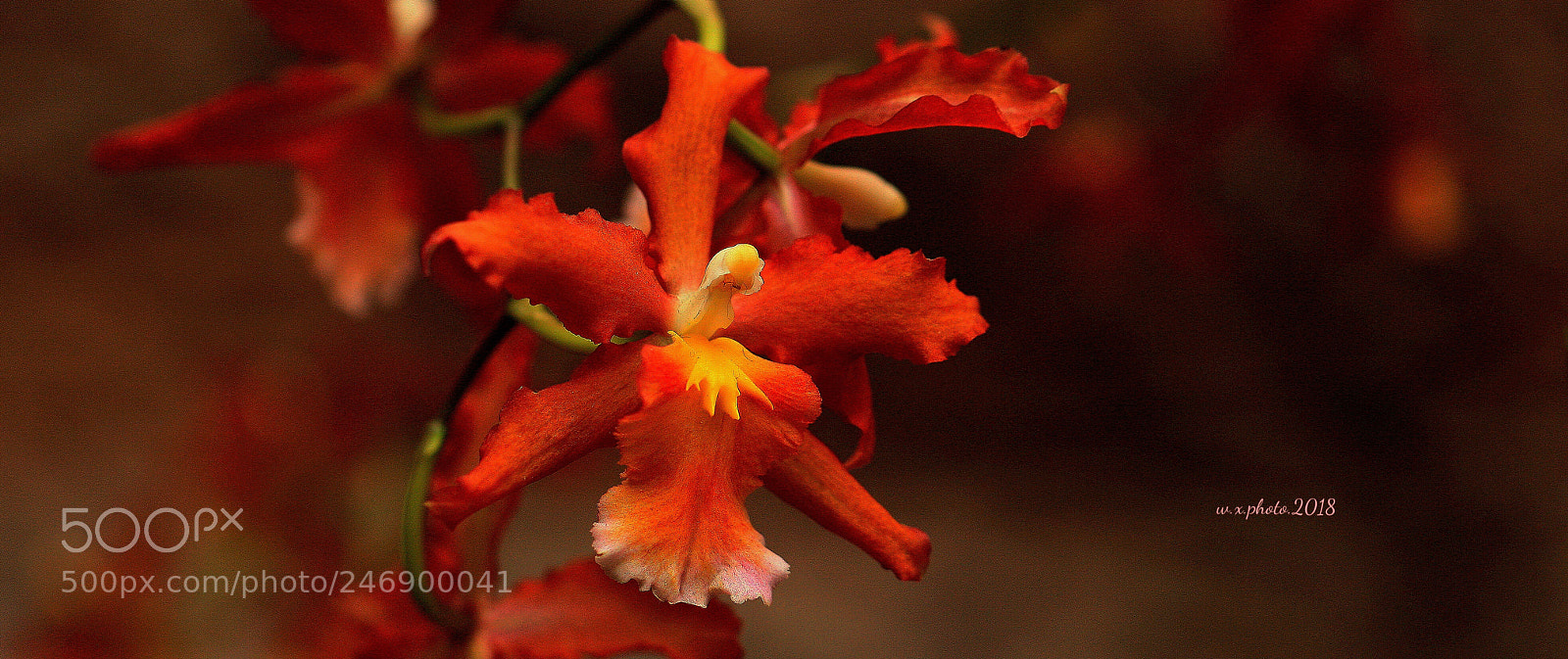 Canon EOS-1Ds Mark III sample photo. Orchid photography