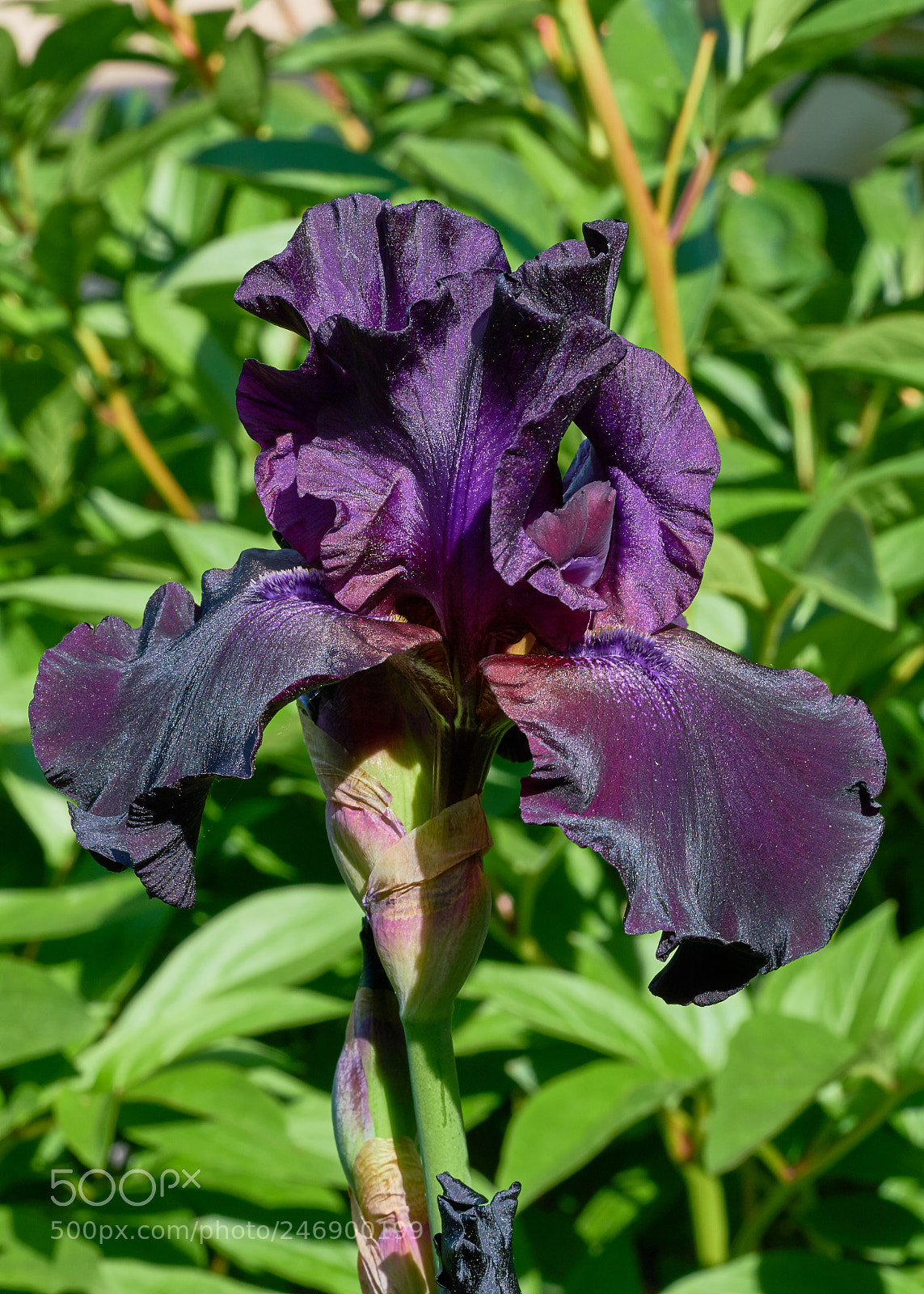 Sony a7R II sample photo. Iris, supiscion photography