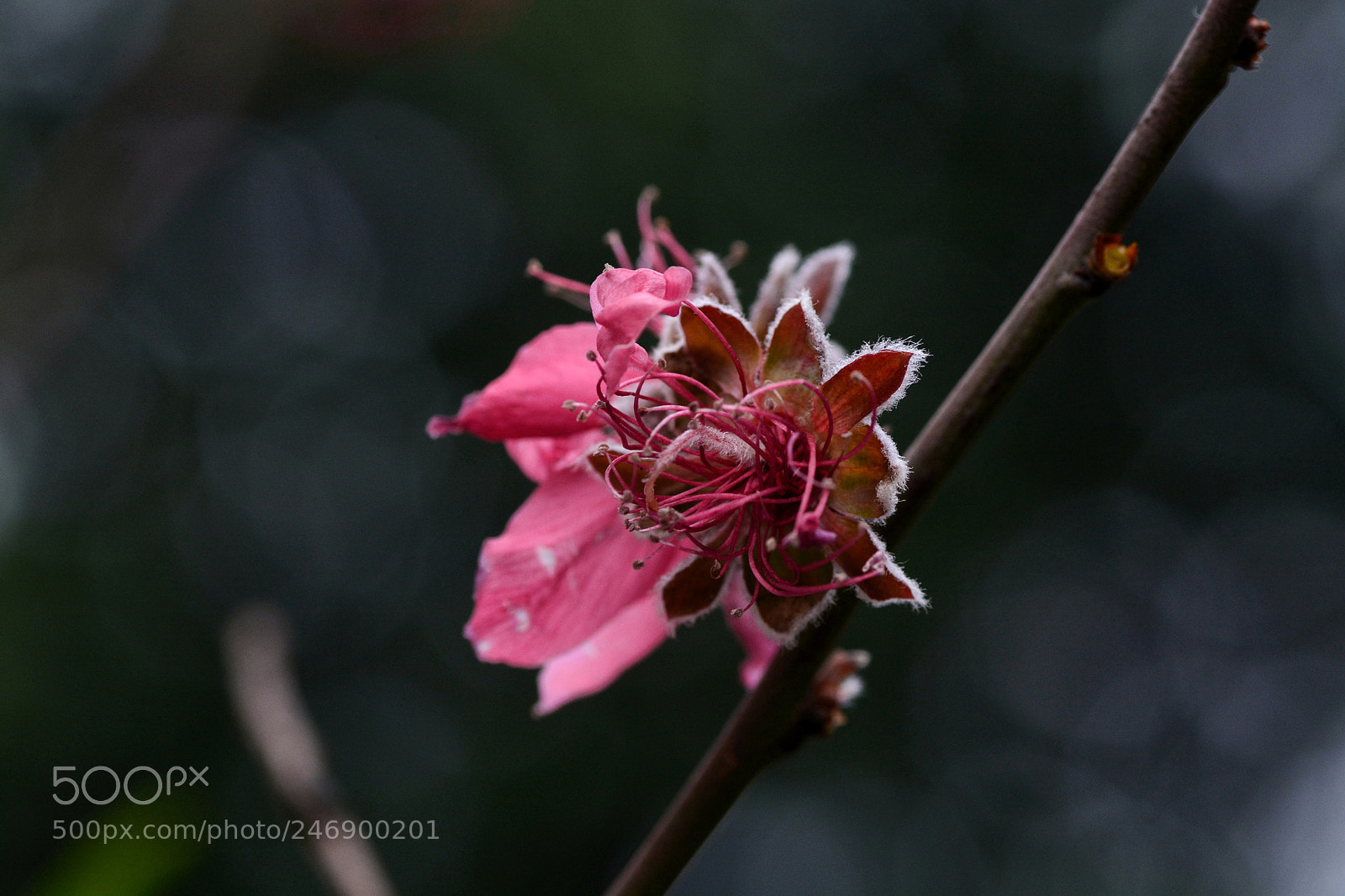 Nikon D7100 sample photo. Untitled photography