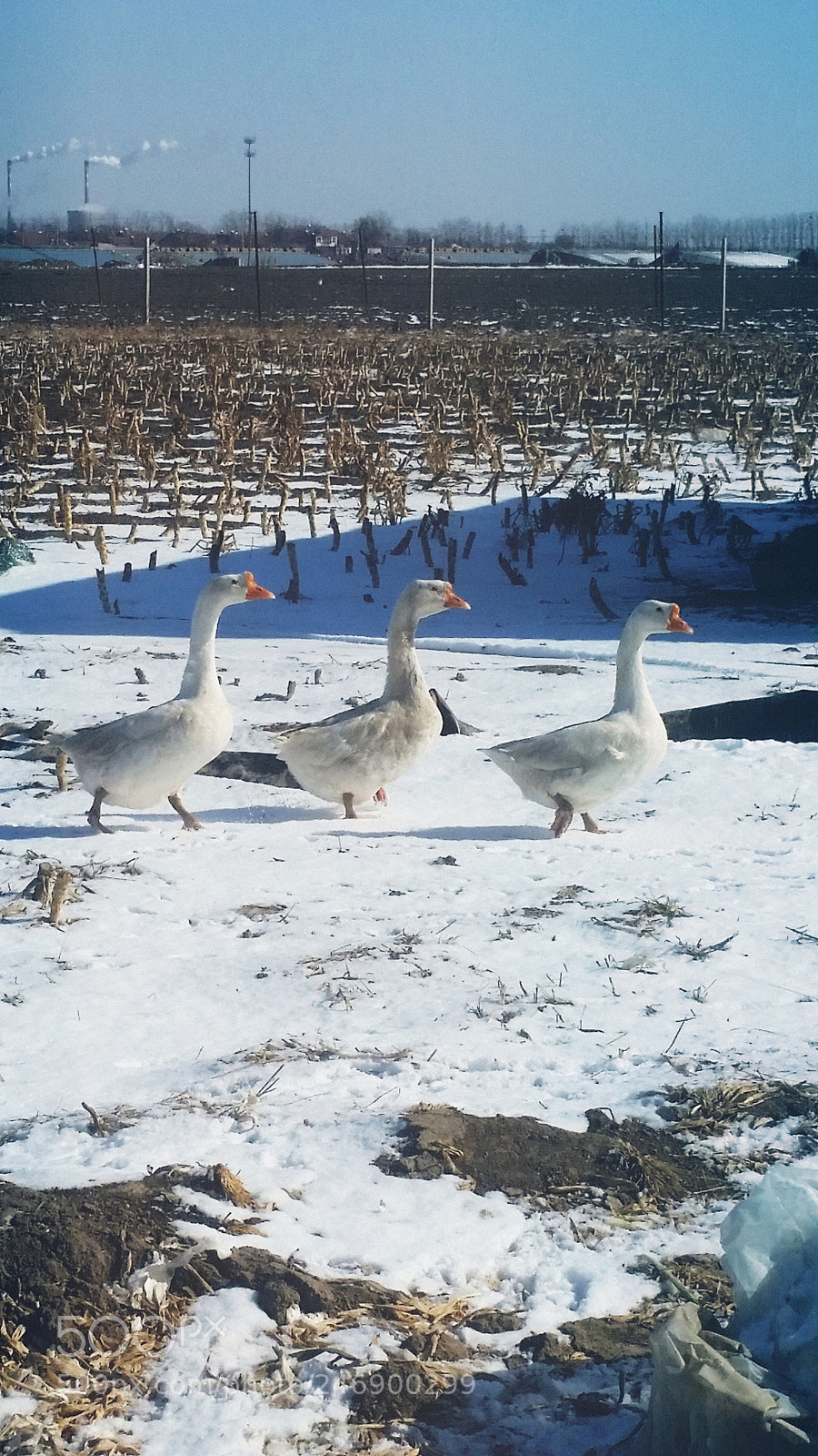 Samsung Galaxy S5 sample photo. White geese & white snow photography