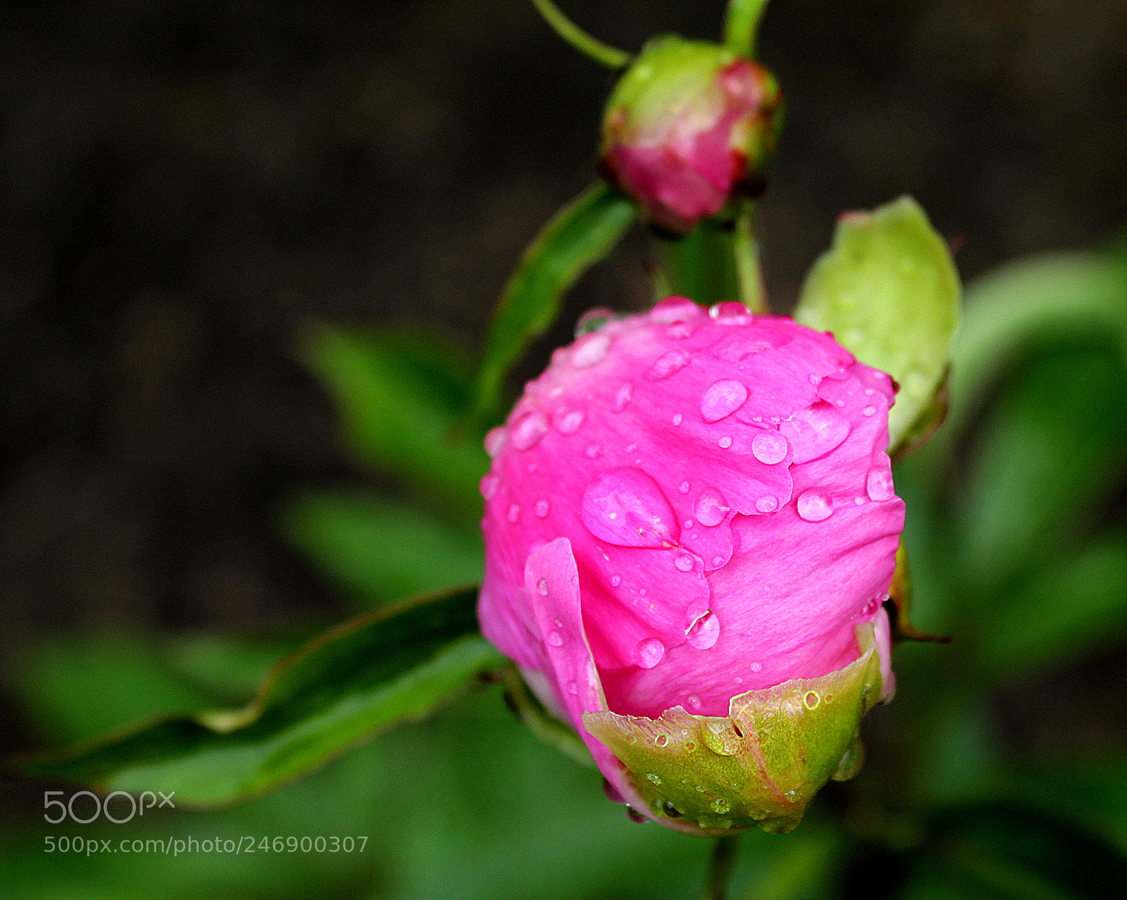 Canon EOS 1300D (EOS Rebel T6 / EOS Kiss X80) sample photo. Peony photography