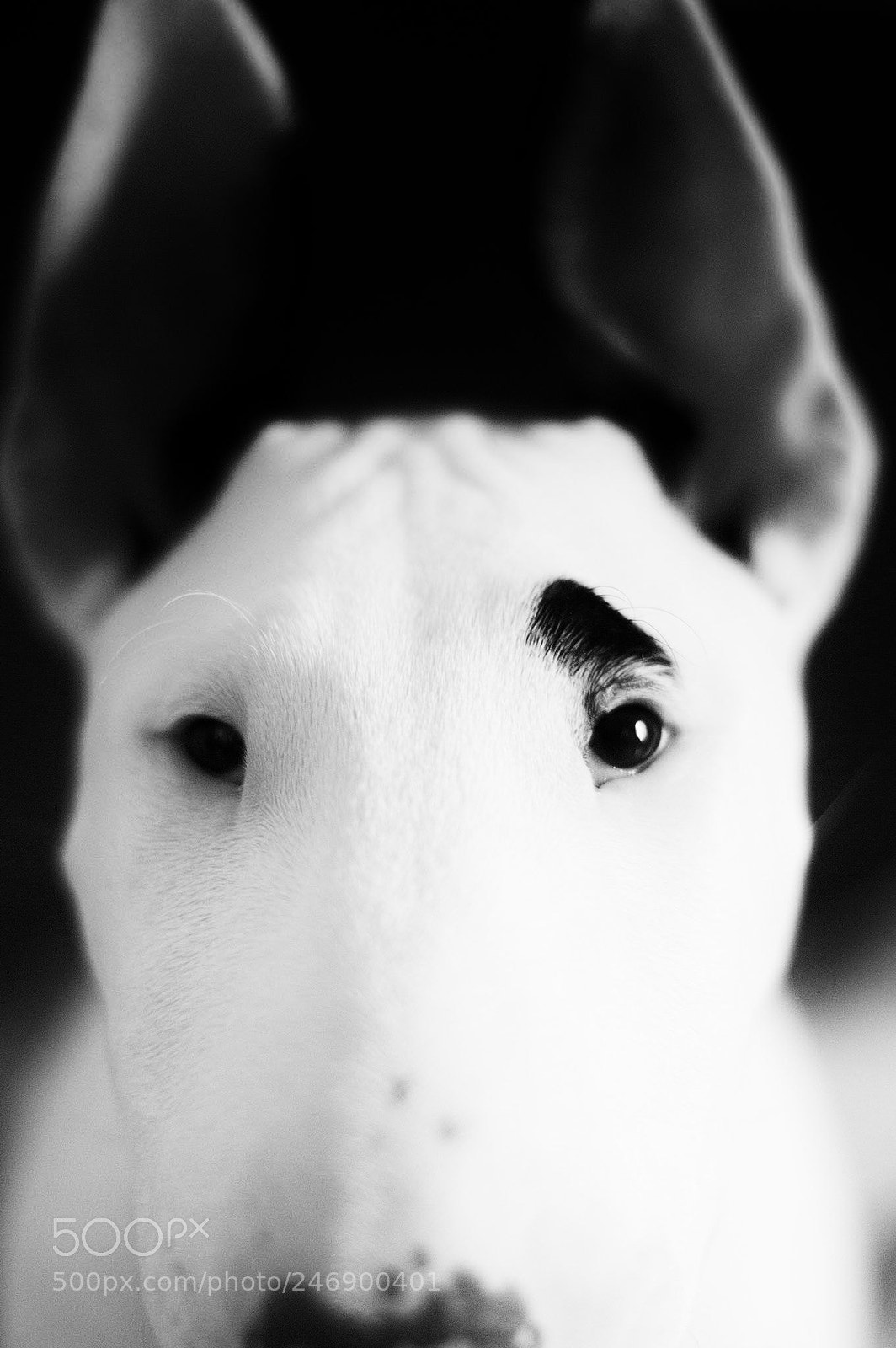 Nikon D3200 sample photo. Ivan le terrible photography