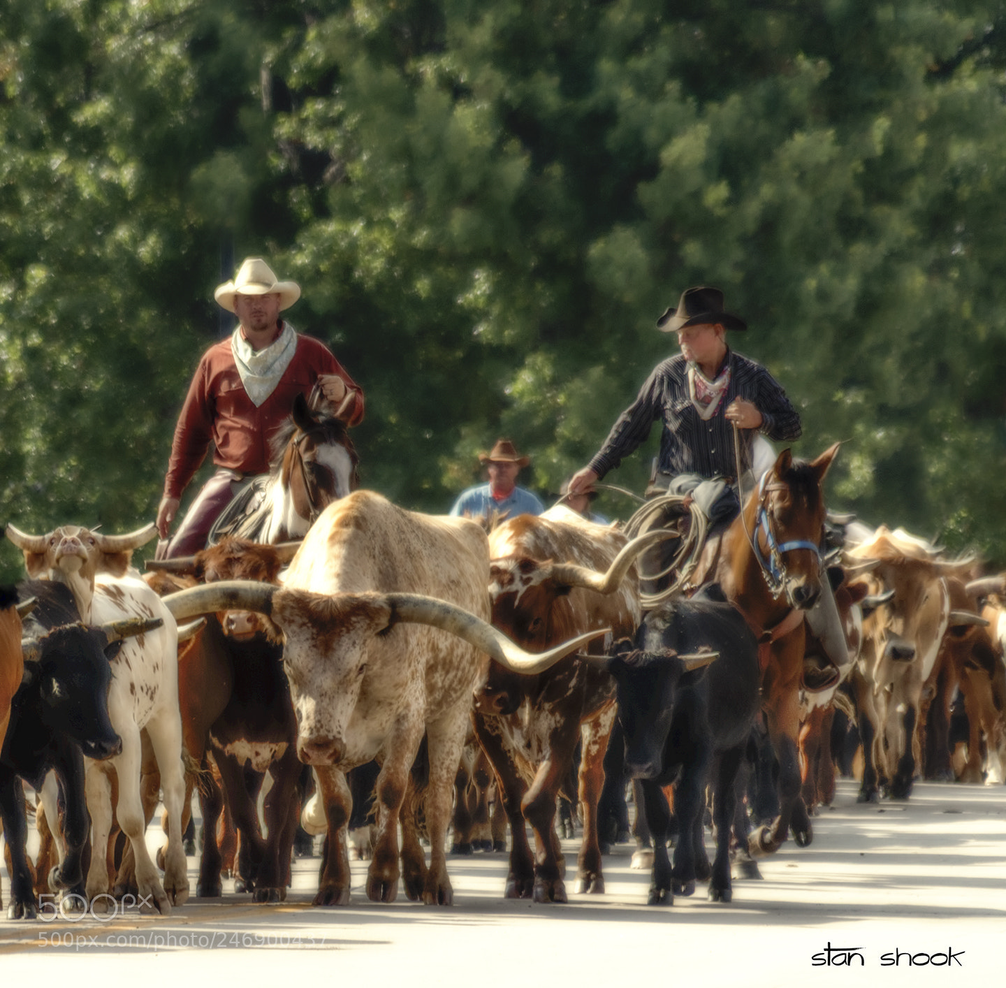 Canon EOS 100D (EOS Rebel SL1 / EOS Kiss X7) sample photo. Drovers and longhorns i photography