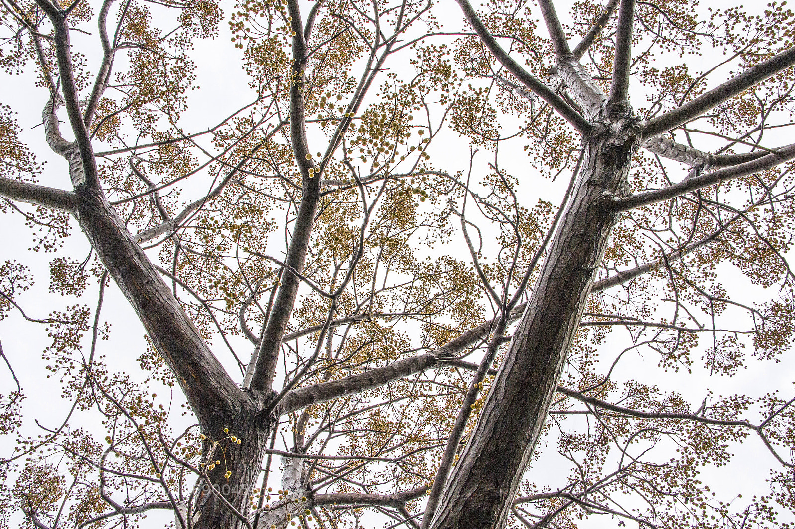 Canon EOS 650D (EOS Rebel T4i / EOS Kiss X6i) sample photo. Tree photography