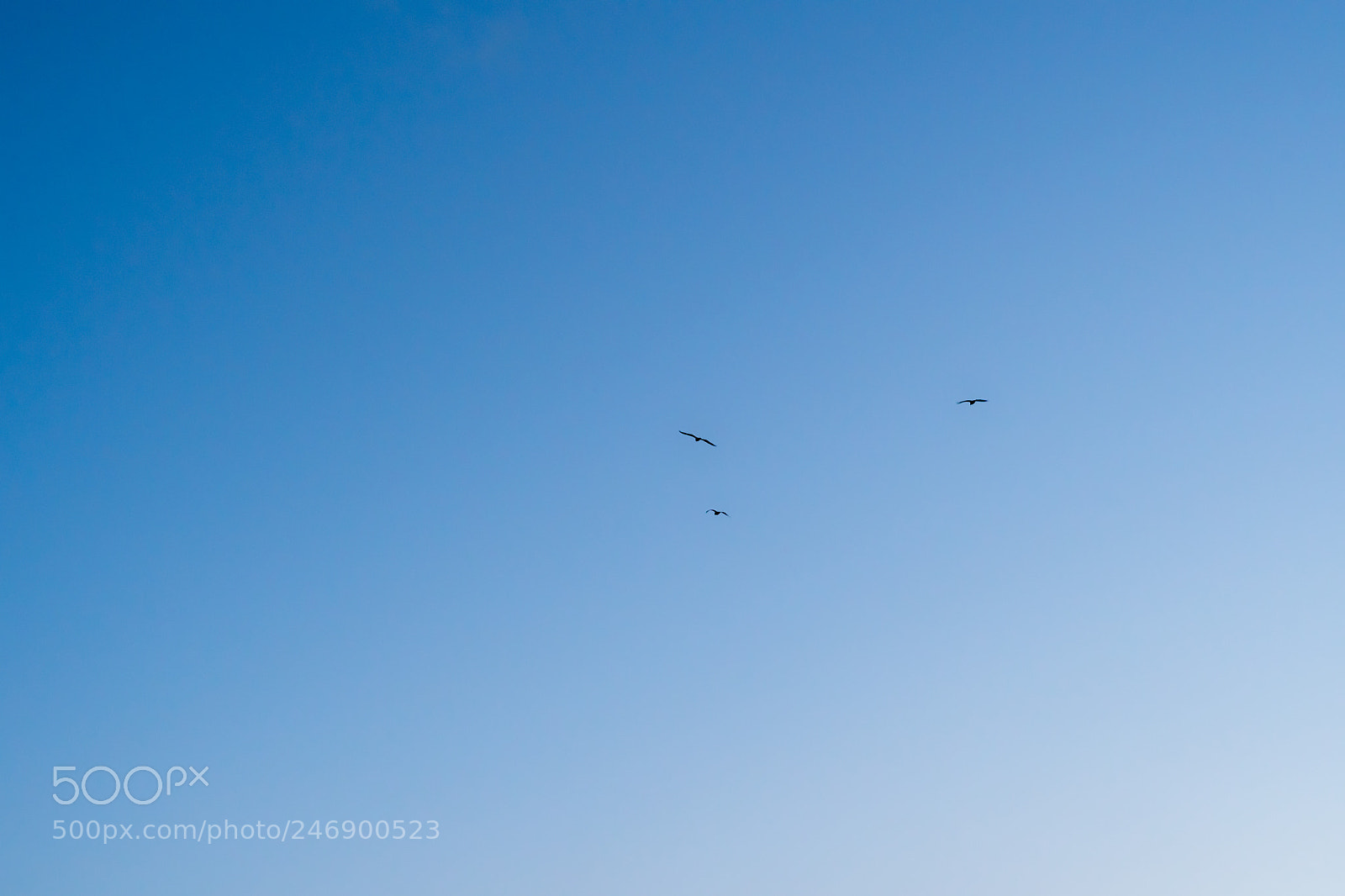 Nikon D500 sample photo. 3... photography