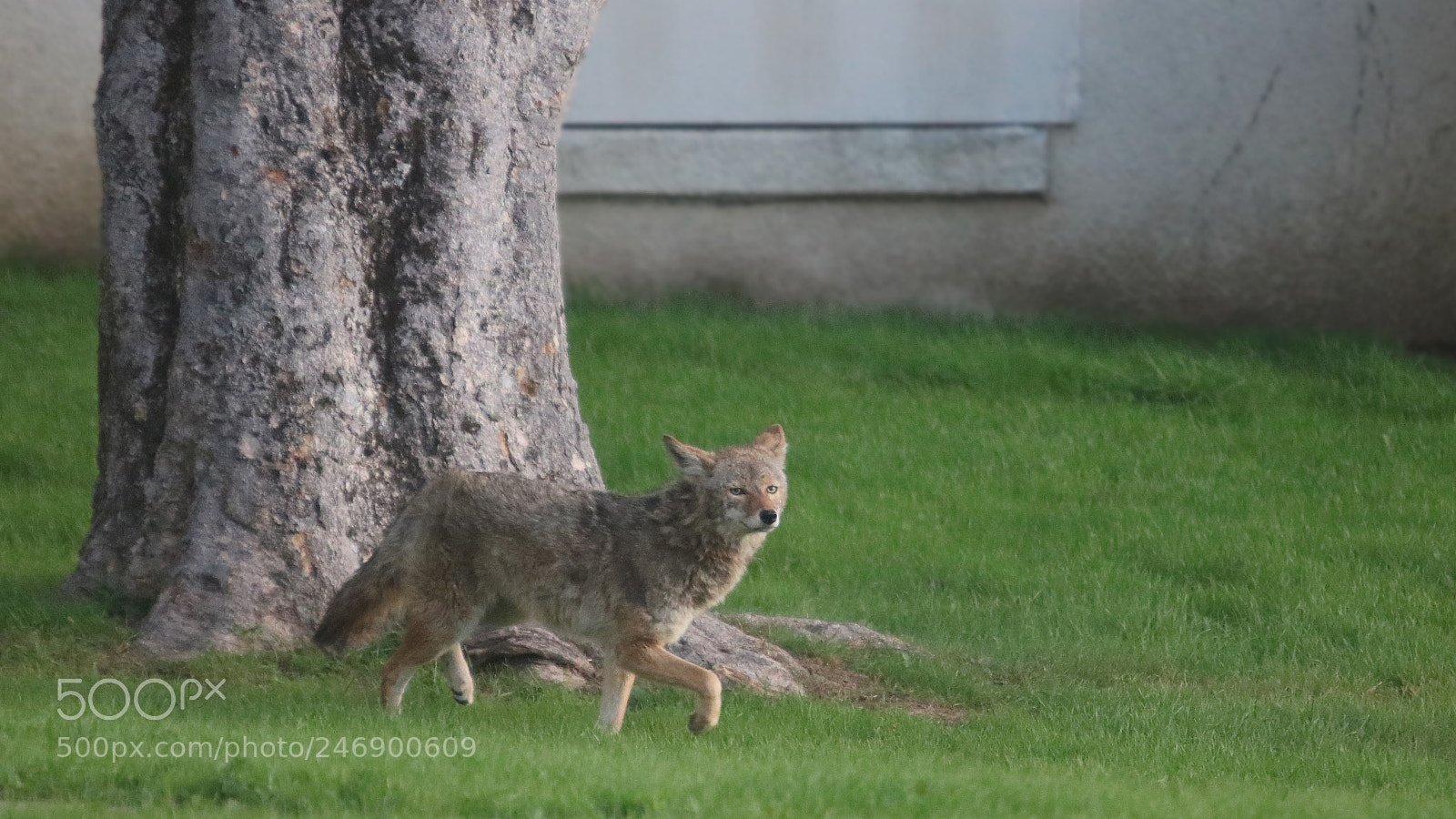 Canon EOS 750D (EOS Rebel T6i / EOS Kiss X8i) sample photo. Oh it's you again! photography