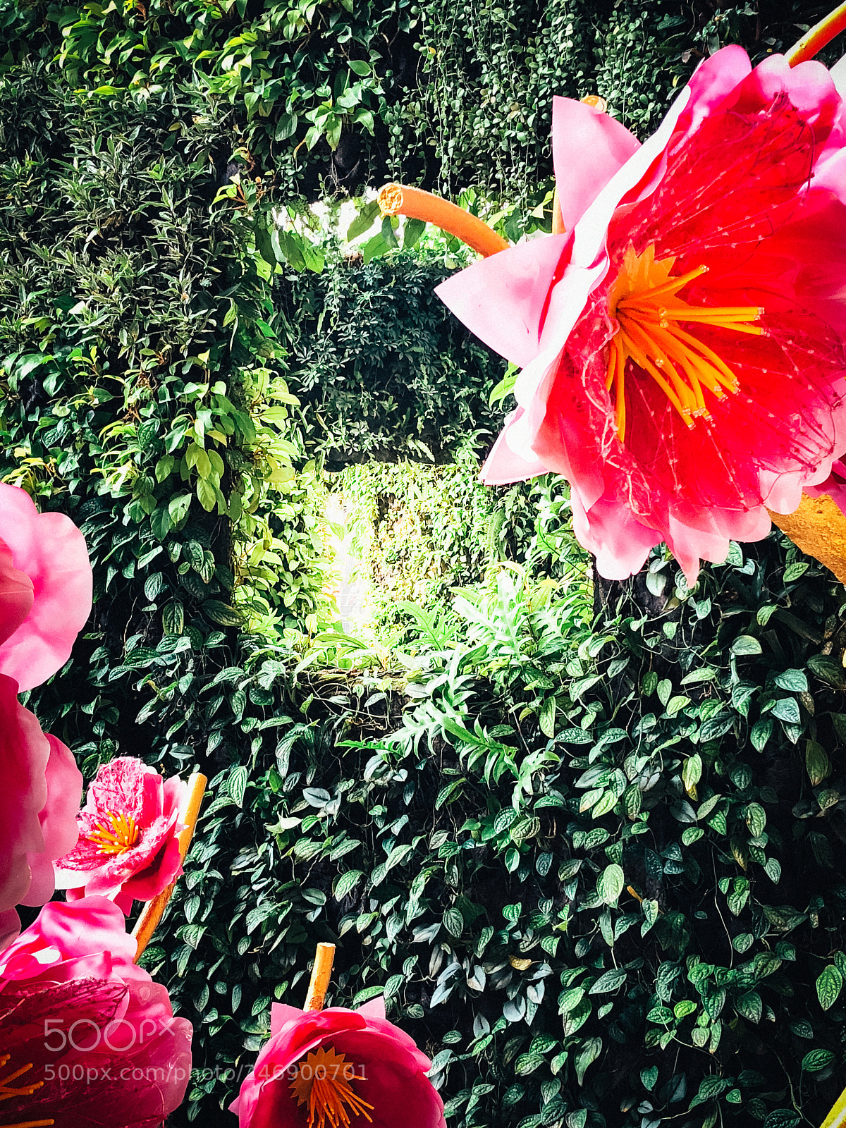 Apple iPhone X sample photo. Peony photography