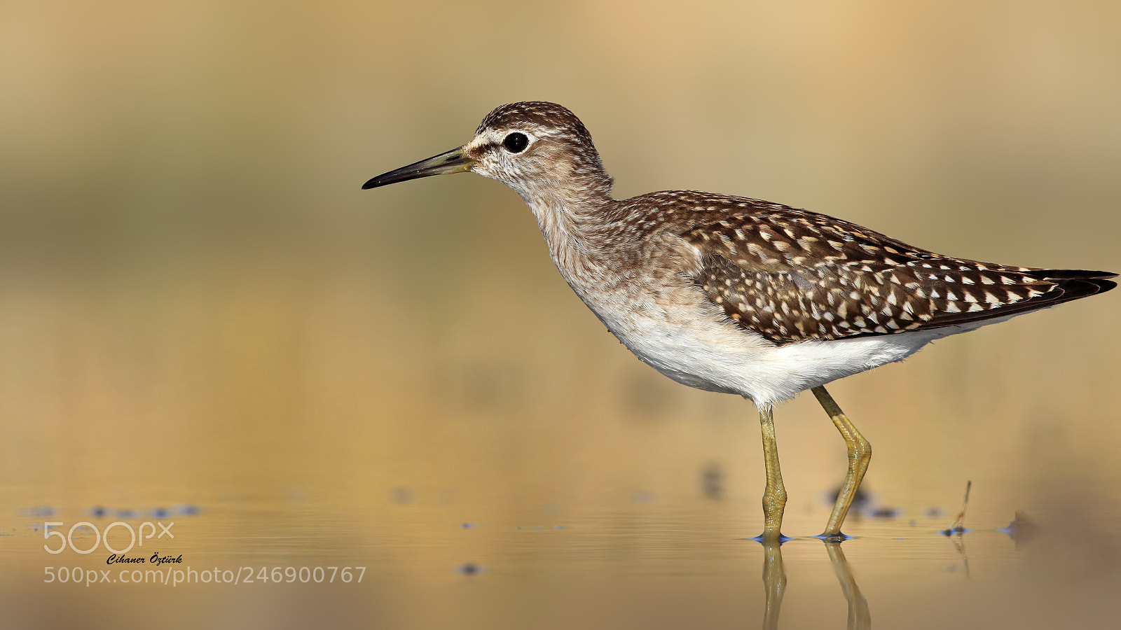 Canon EOS 7D Mark II sample photo. Wood sandpiper. photography