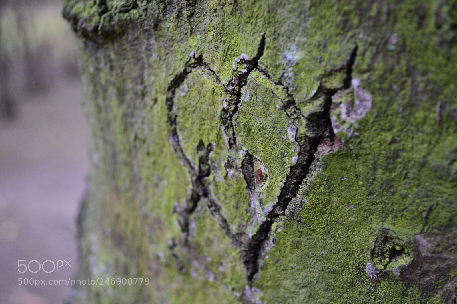 Nikon D3100 sample photo. Heart photography