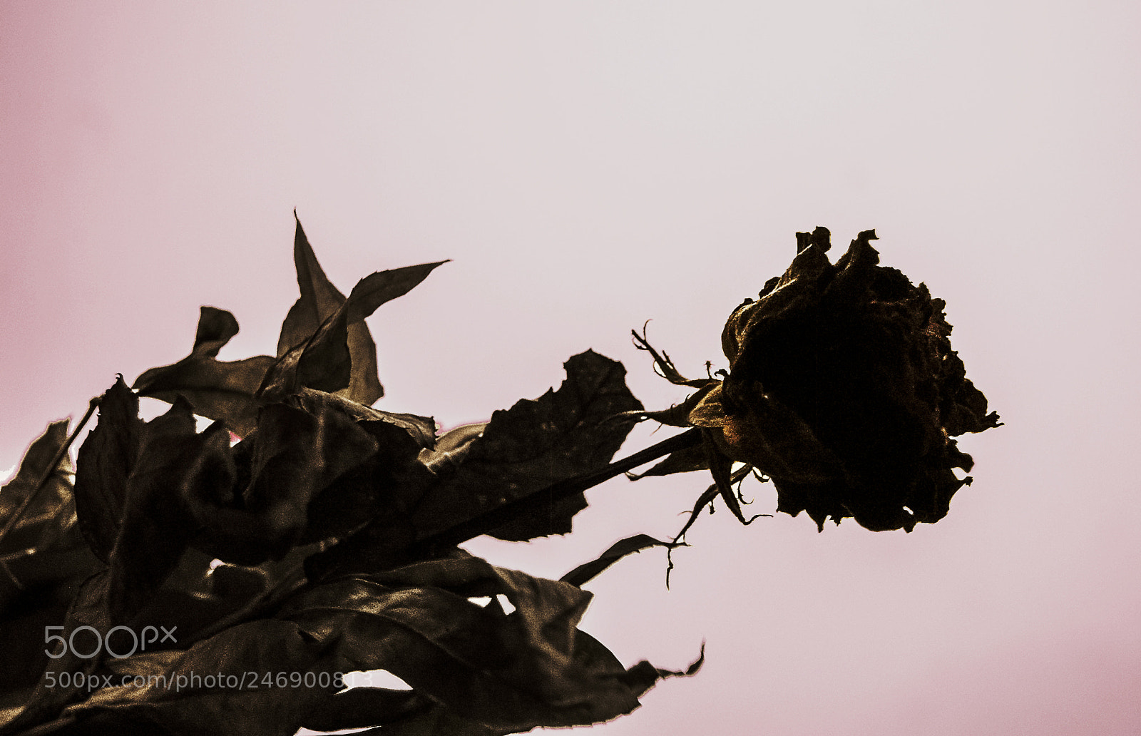 Nikon D40 sample photo. Rose photography