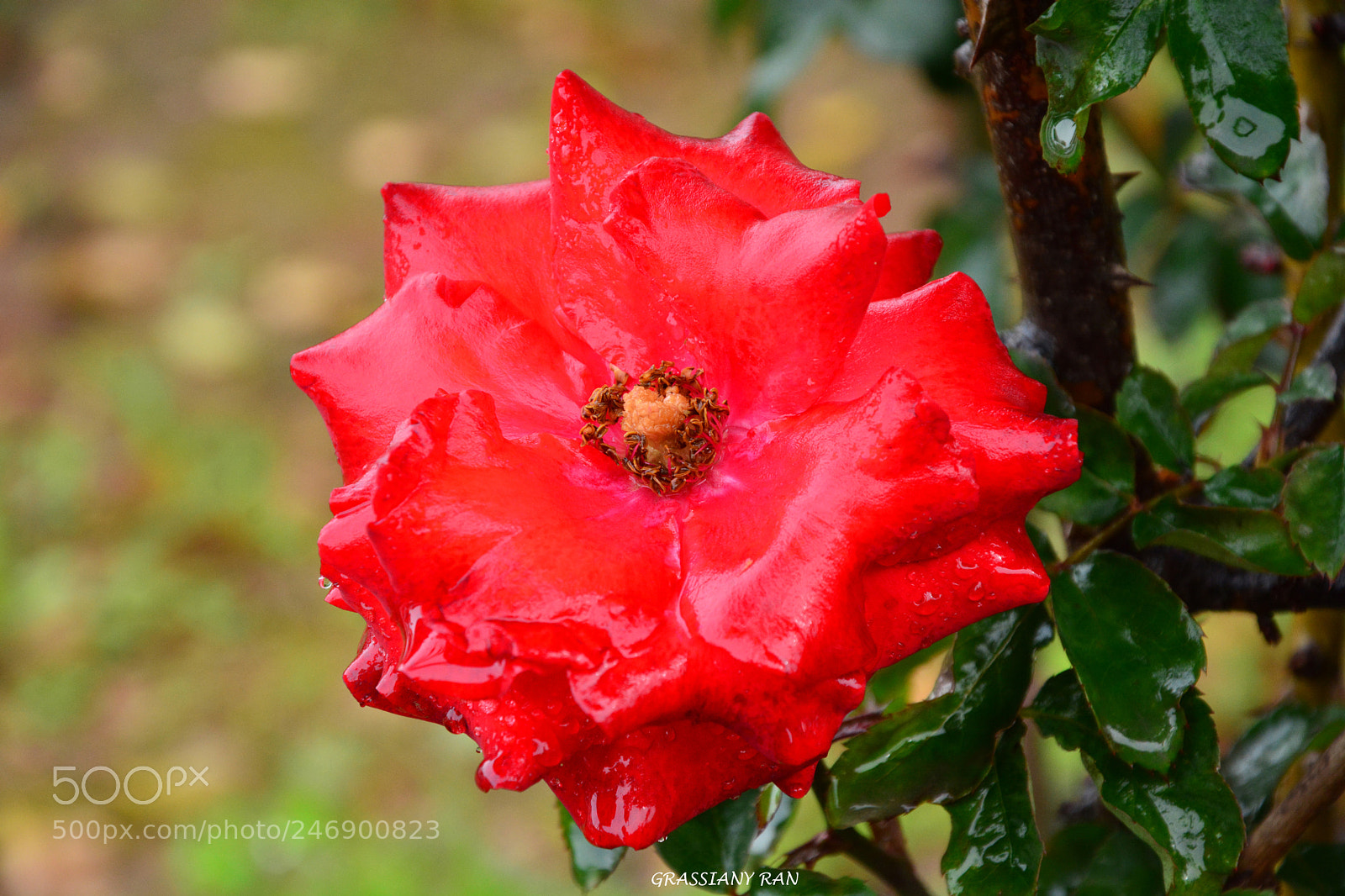 Nikon D7100 sample photo. Flor del amor photography