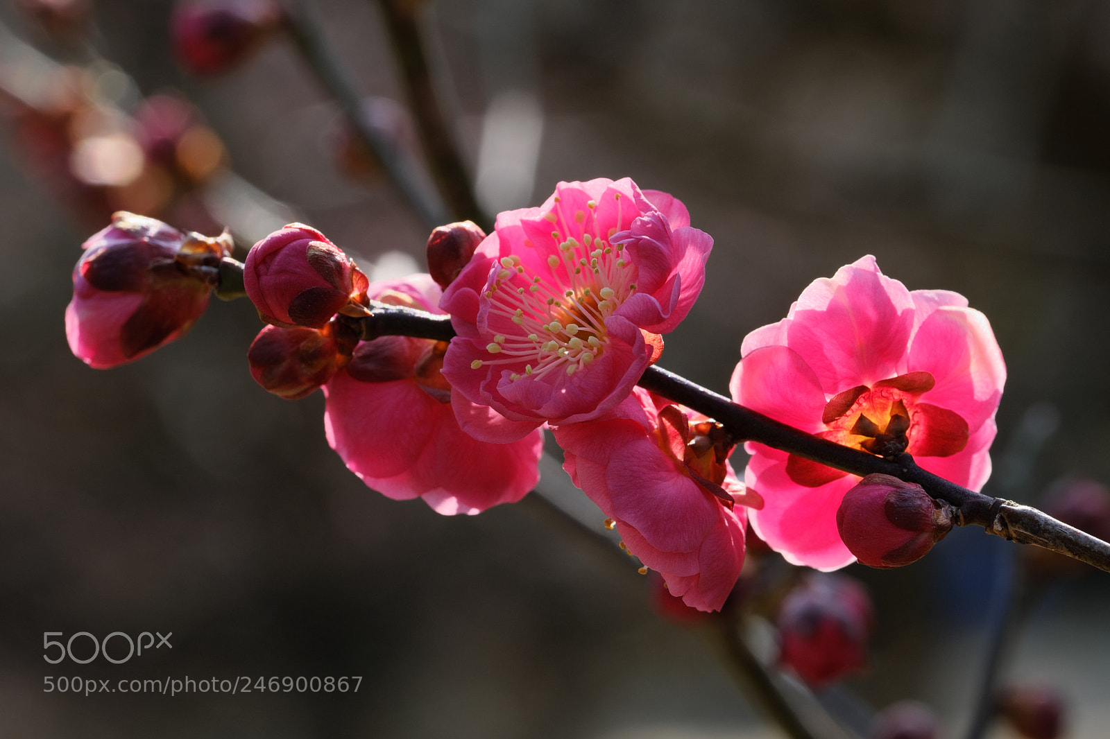 Fujifilm X-T2 sample photo. February light photography