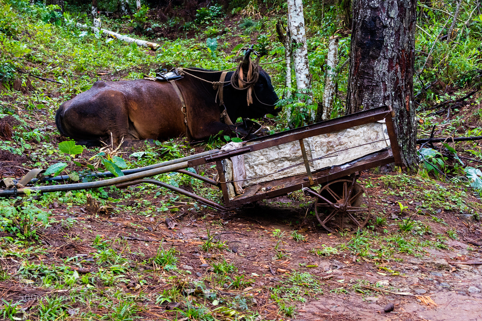 Canon EOS M3 sample photo. Bull photography