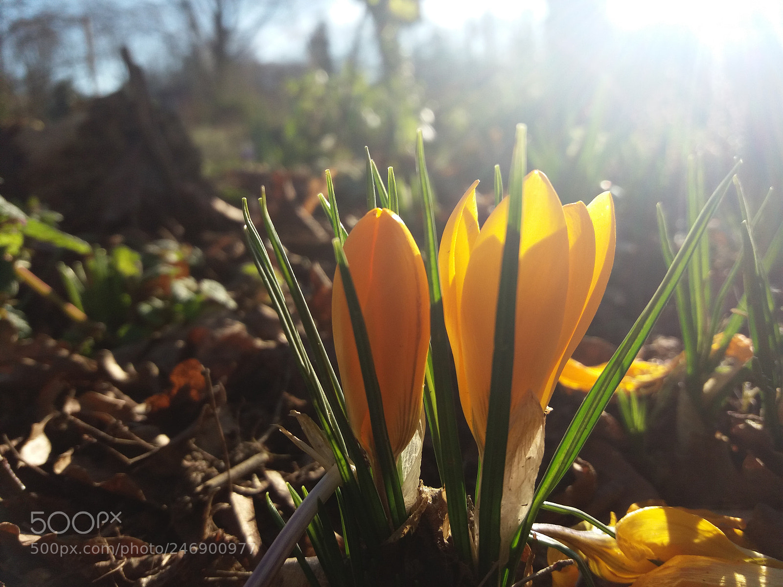 Samsung Galaxy J5(2016) sample photo. Untitled photography