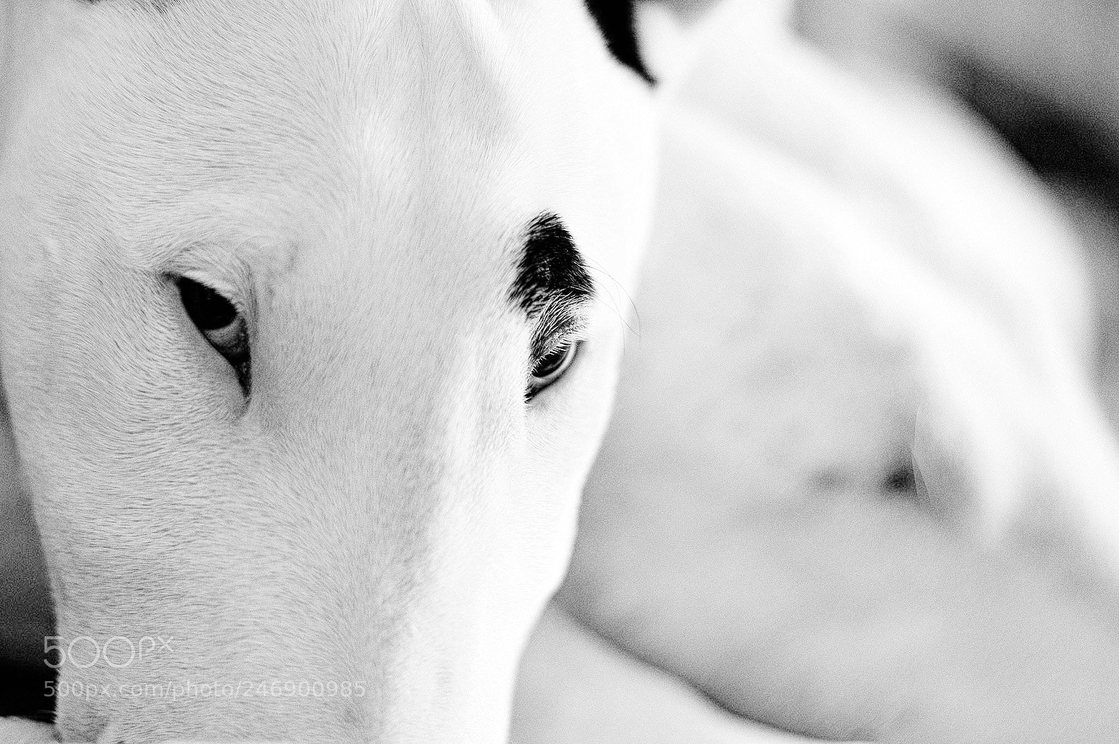 Nikon D3200 sample photo. Deep eyes photography