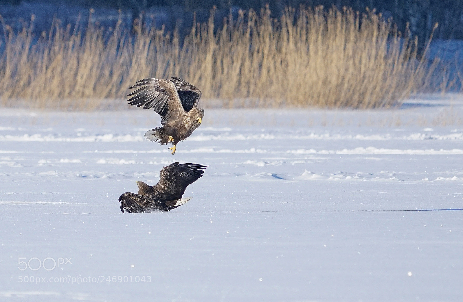 Sony a7R II sample photo. Chick fight photography