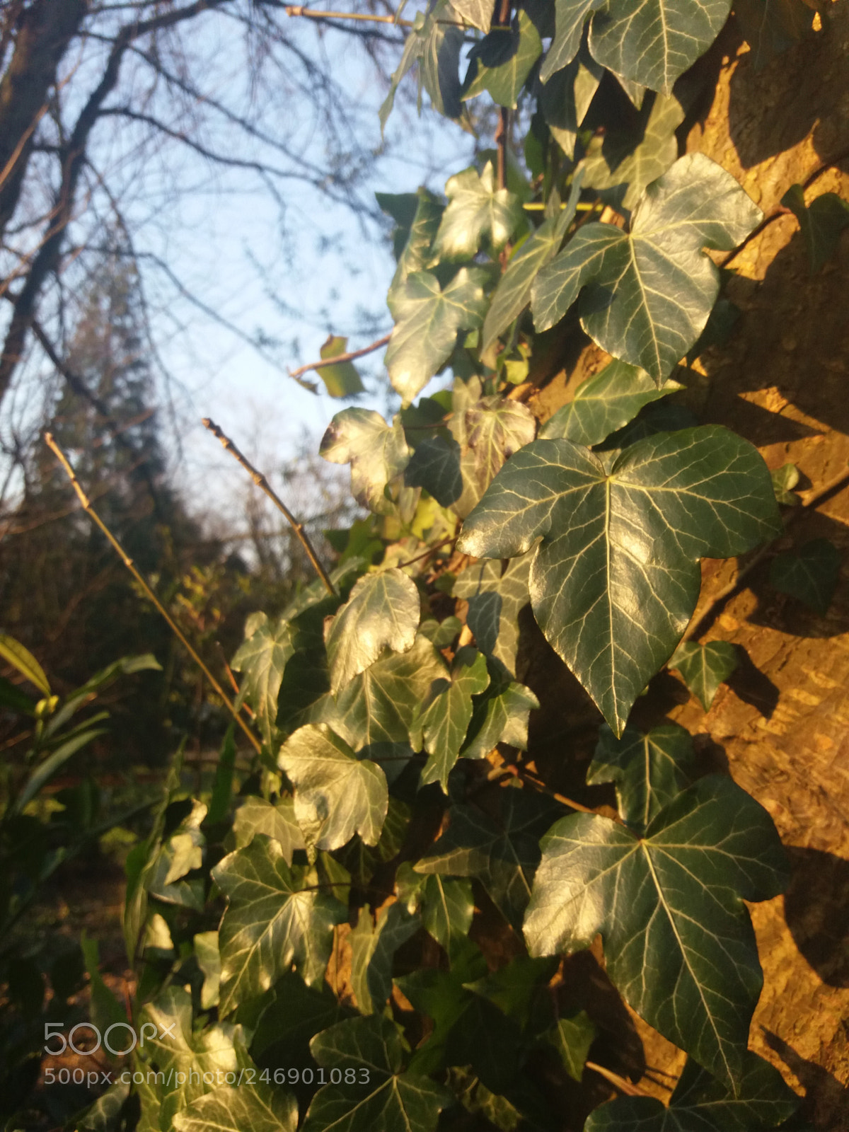 Samsung Galaxy J5(2016) sample photo. Untitled photography