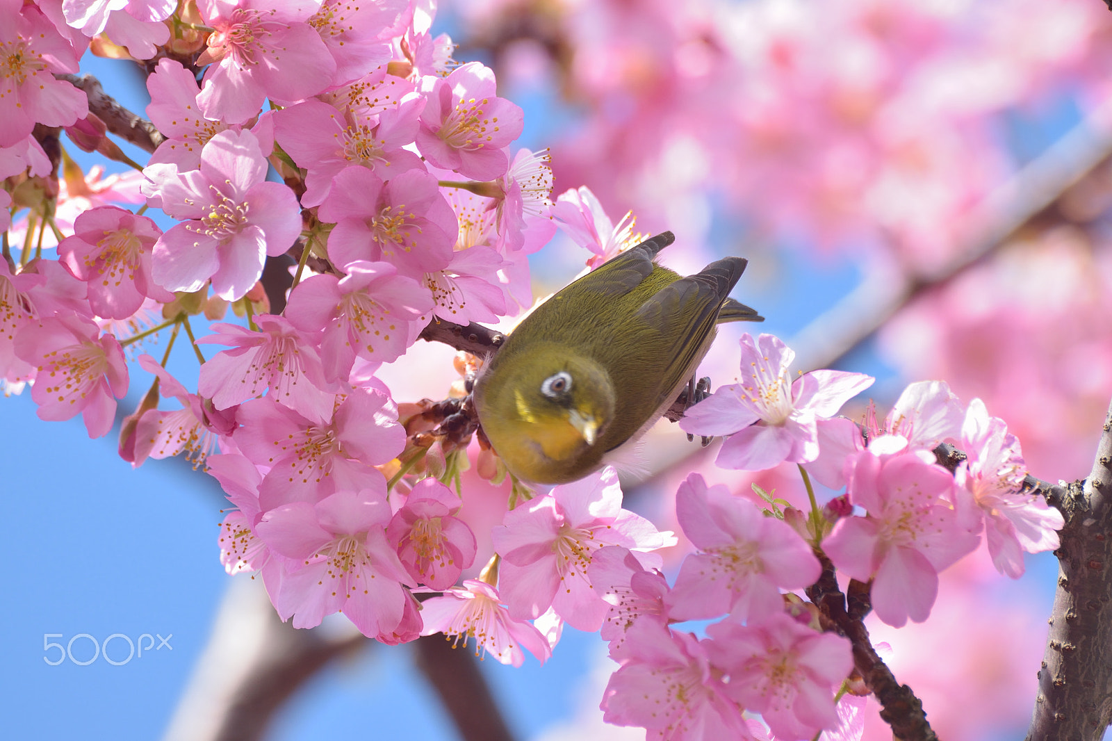 Nikon D5300 sample photo. Japanese white eye bird with pink cherry blossoms photography
