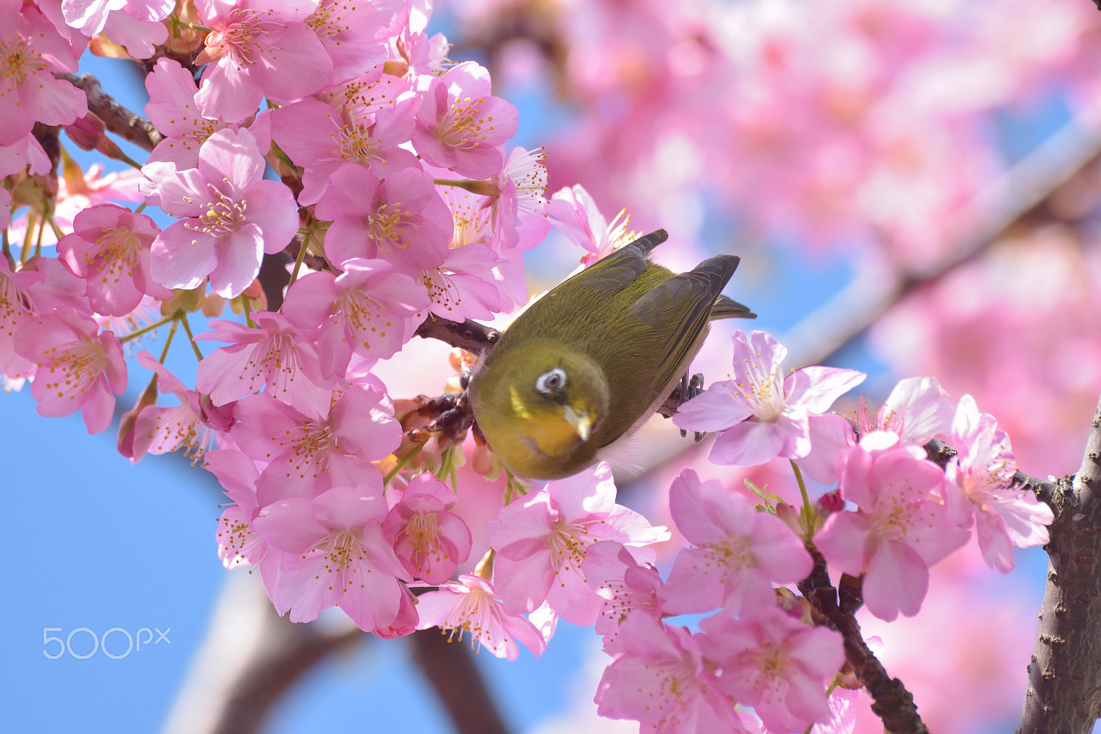Sigma 70-300mm F4-5.6 APO DG Macro sample photo. Japanese white eye bird with pink cherry blossoms photography