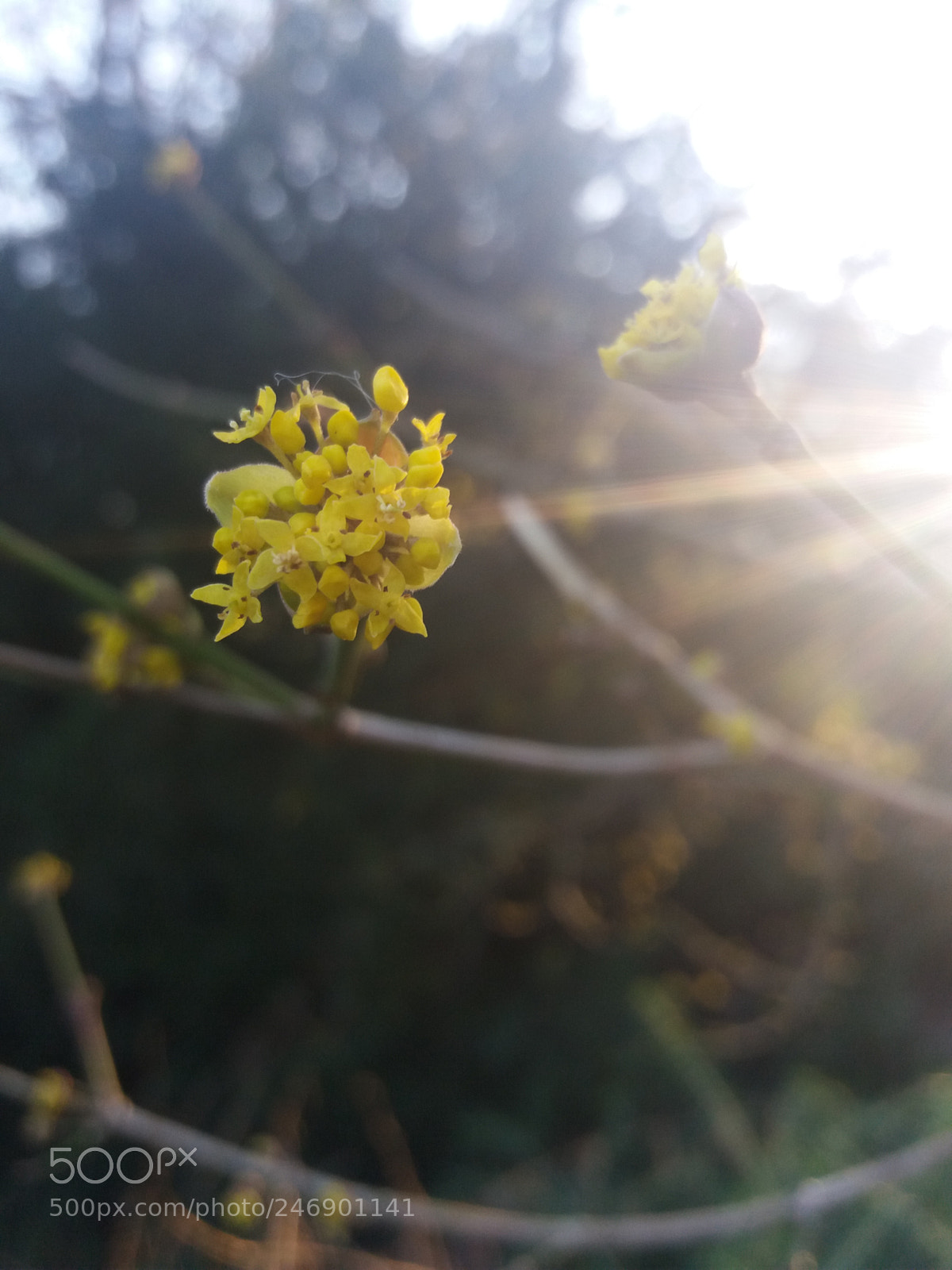 Samsung Galaxy J5(2016) sample photo. Untitled photography