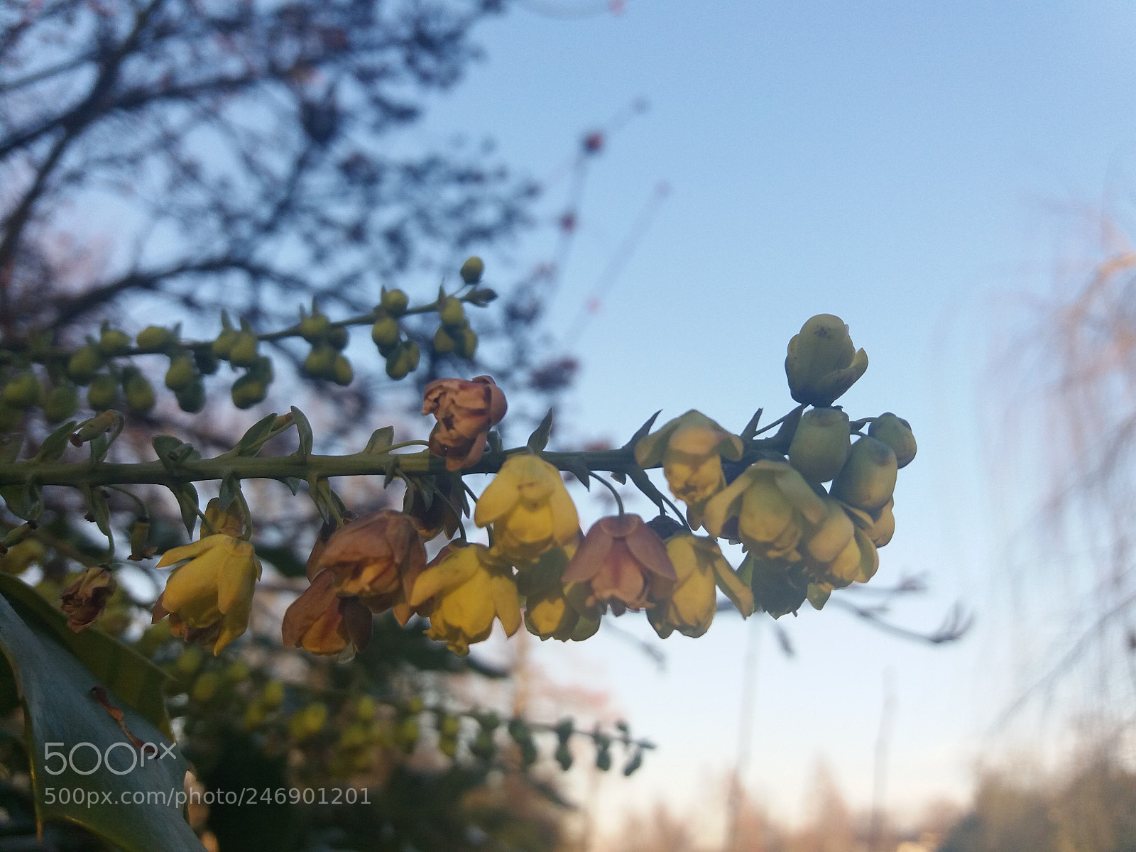 Samsung Galaxy J5(2016) sample photo. Untitled photography