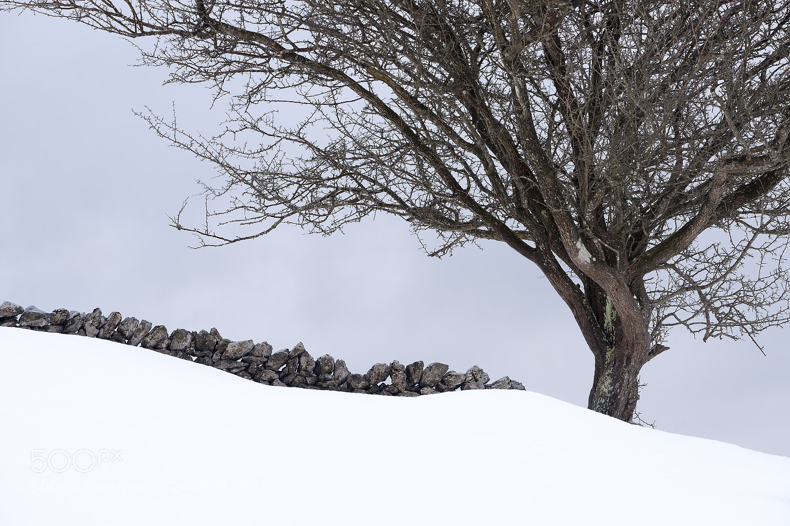 Nikon D700 sample photo. A tree and a photography