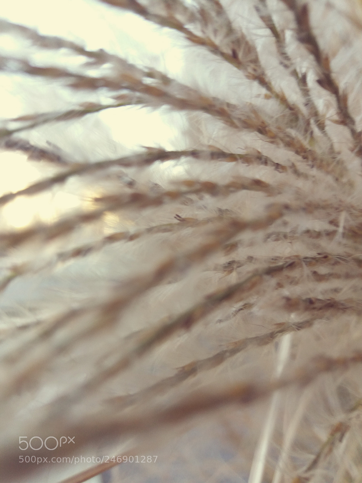 Samsung Galaxy J5(2016) sample photo. Untitled photography