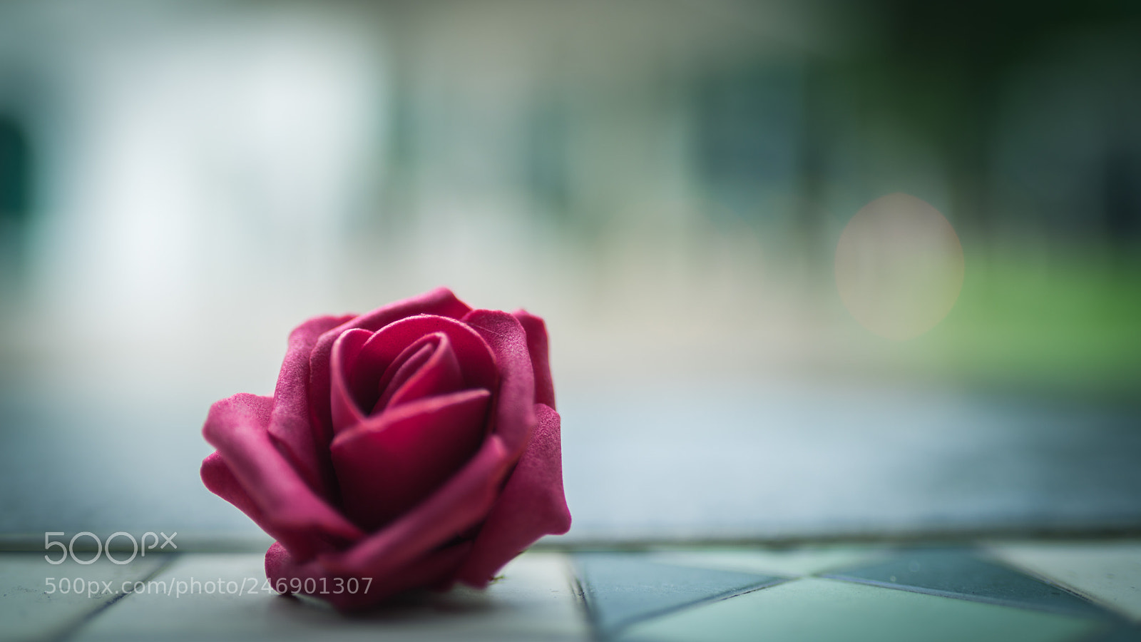 Sony a7R sample photo. Fallen flower photography