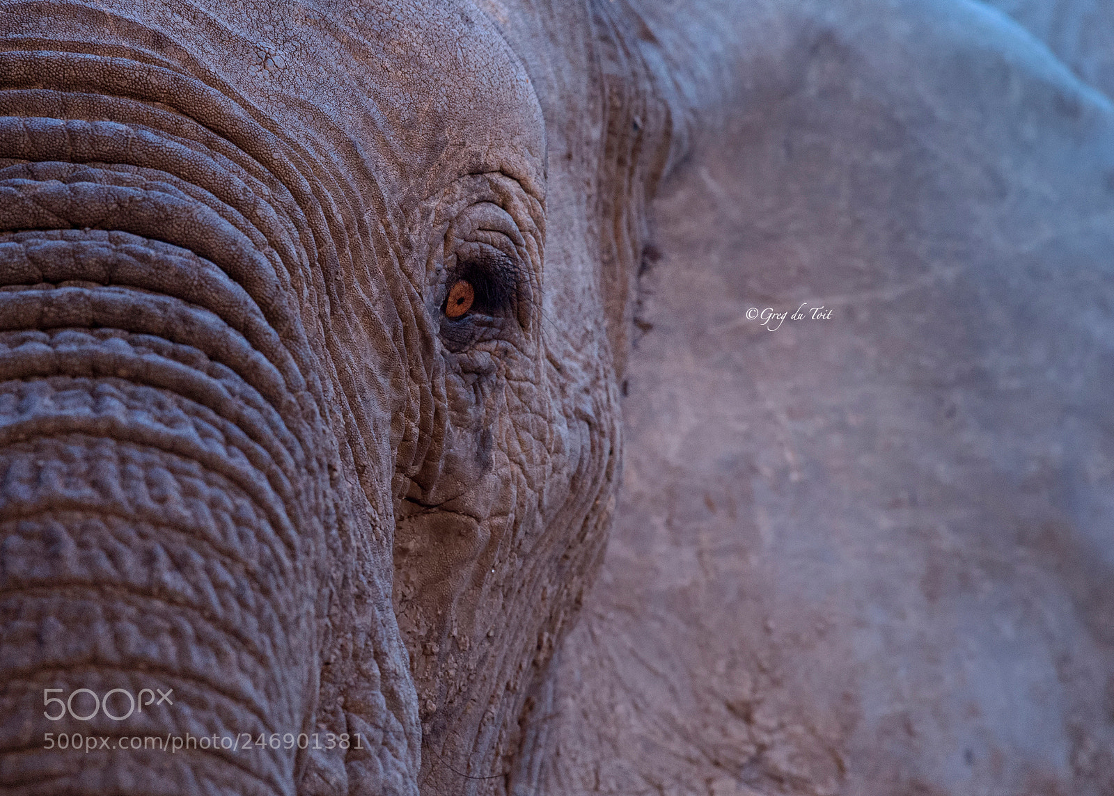 Nikon D4S sample photo. Elephant eye at dusk photography