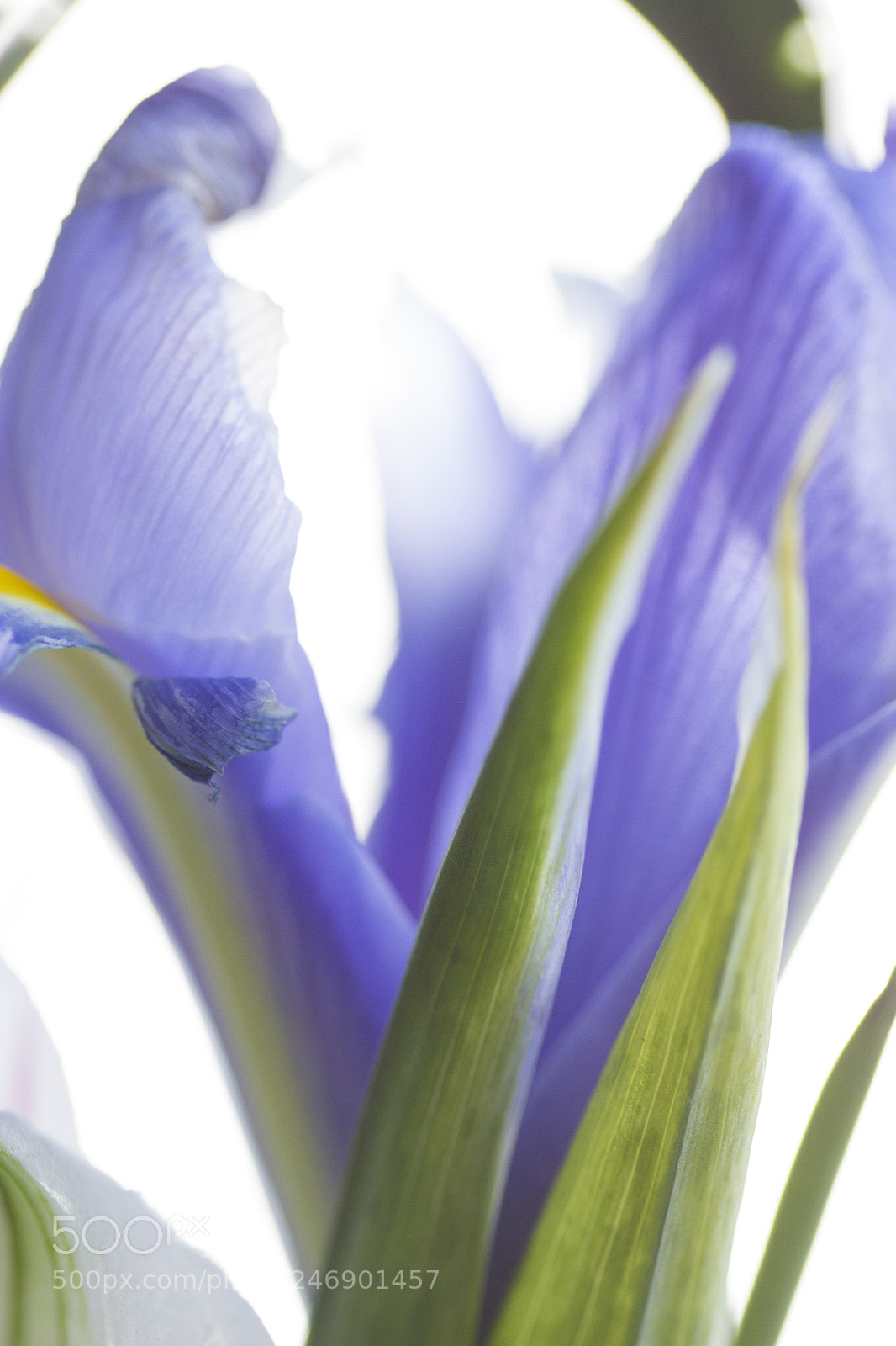 Canon EOS 600D (Rebel EOS T3i / EOS Kiss X5) sample photo. Blue atmosphere photography