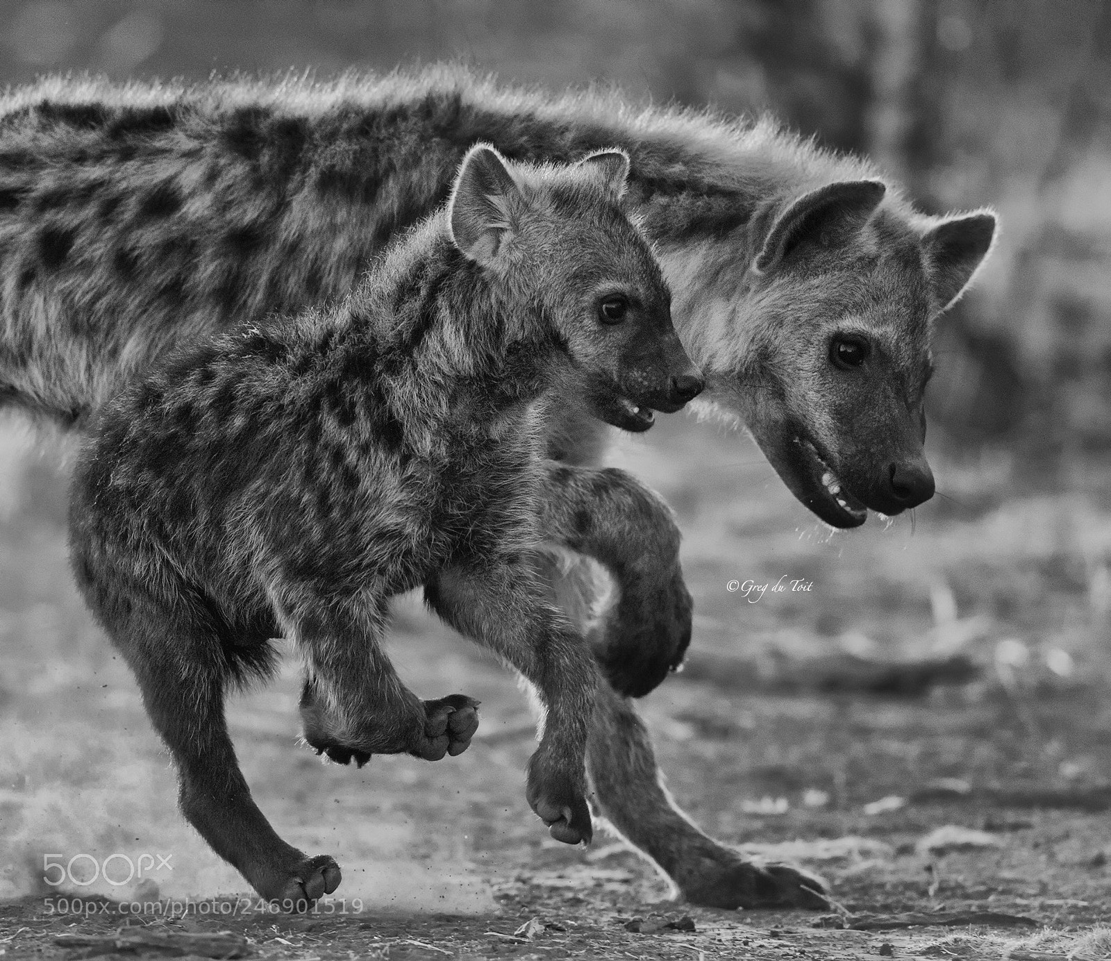 Nikon D4S sample photo. Hyena and cub bw photography