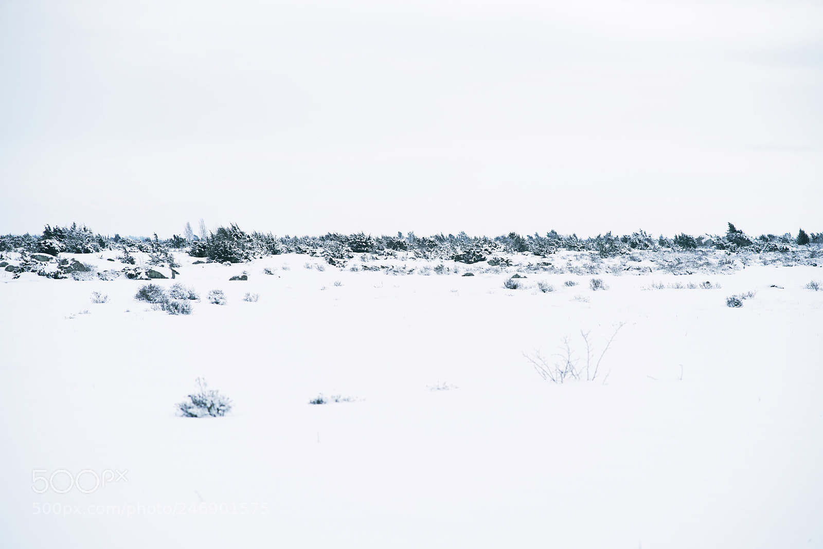 Sony a7R II sample photo. Untitled photography