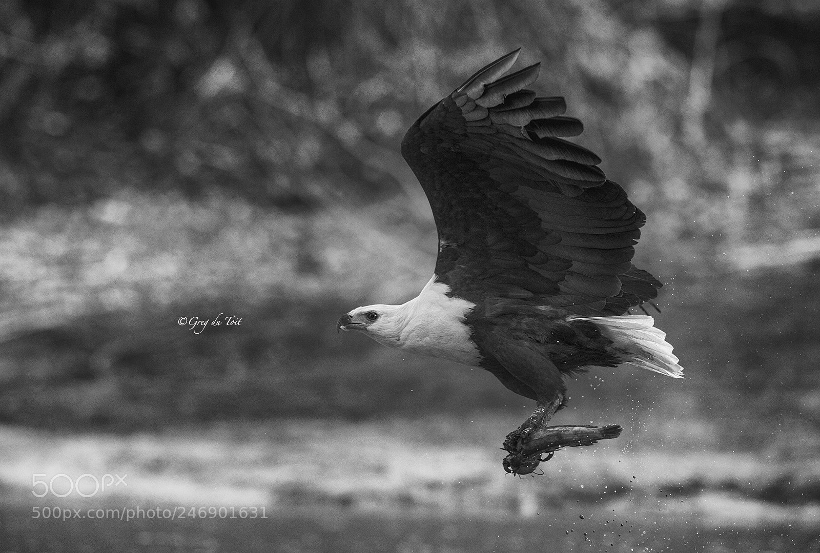 Nikon D4S sample photo. African fish eagle photography