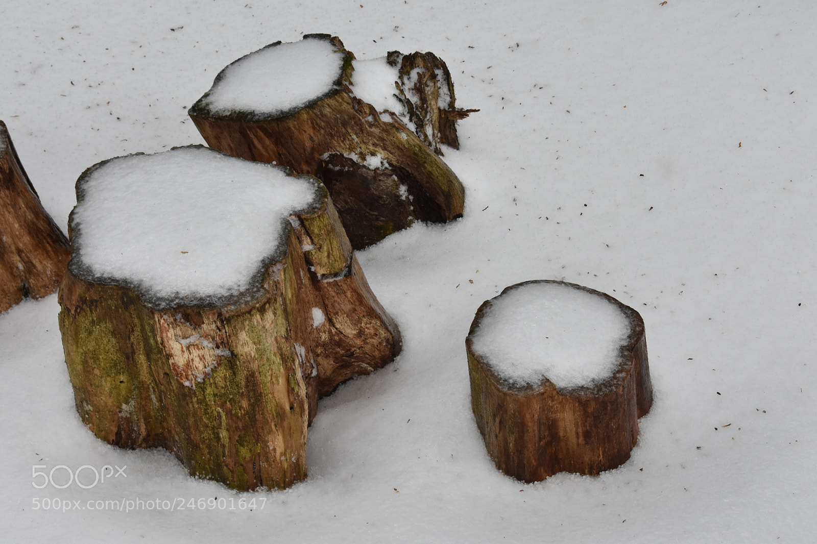 Nikon D3400 sample photo. Snow day photography