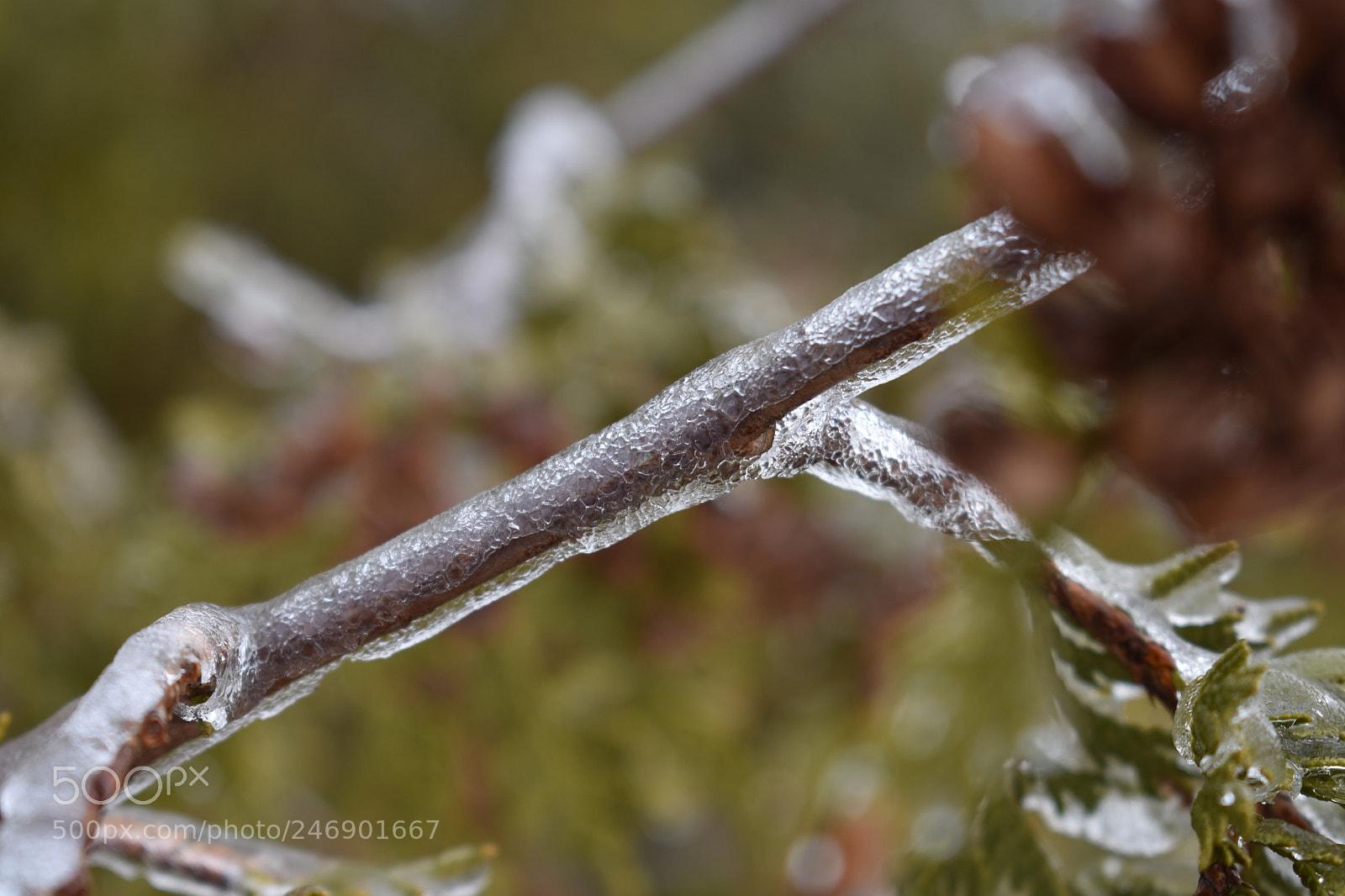 Nikon D3400 sample photo. Snow day photography