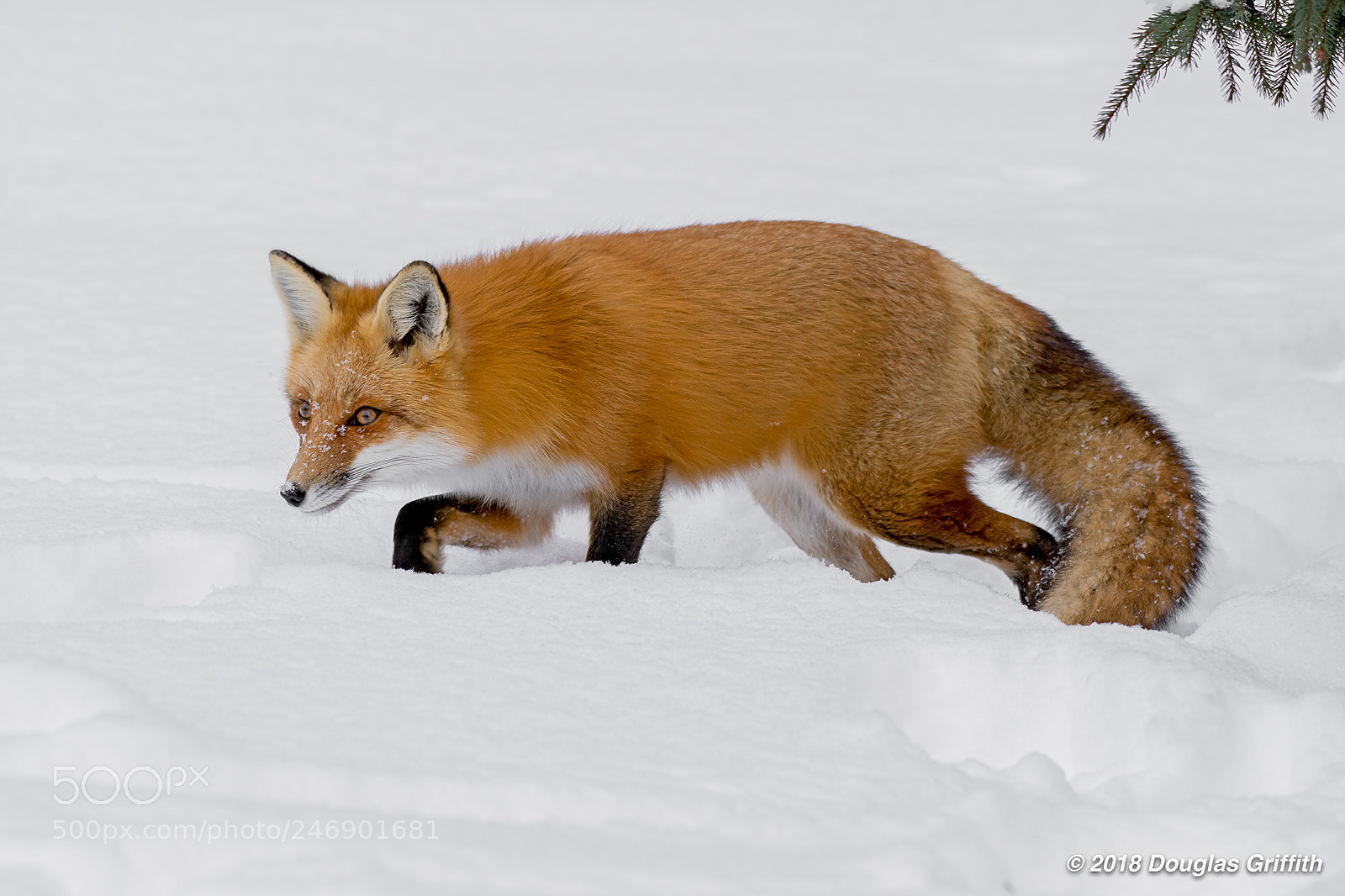 Nikon D7200 sample photo. The stalker red fox photography