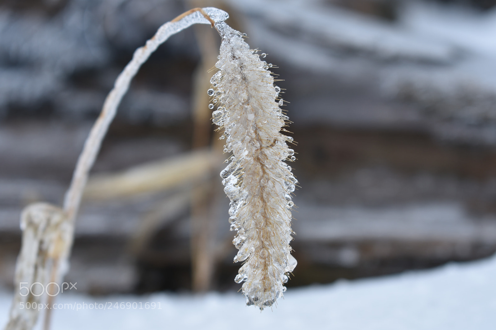 Nikon D3400 sample photo. Snow day photography