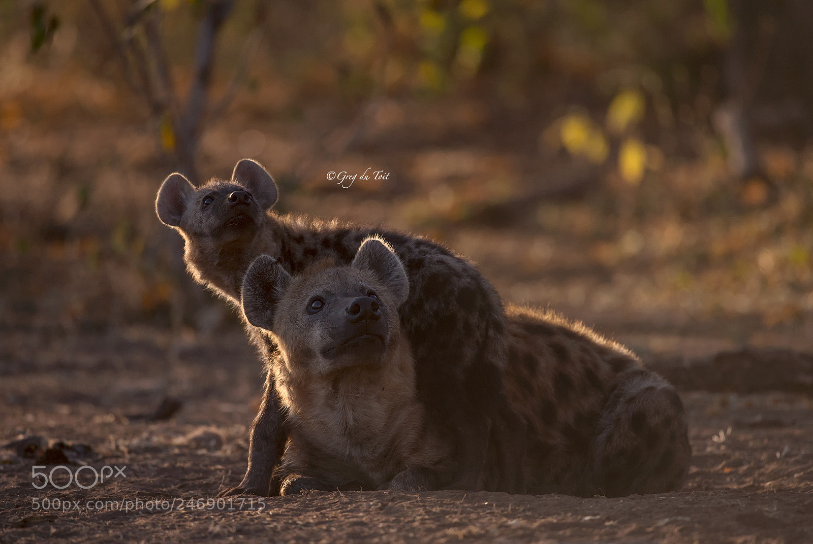 Nikon D4S sample photo. Hyena and cub photography