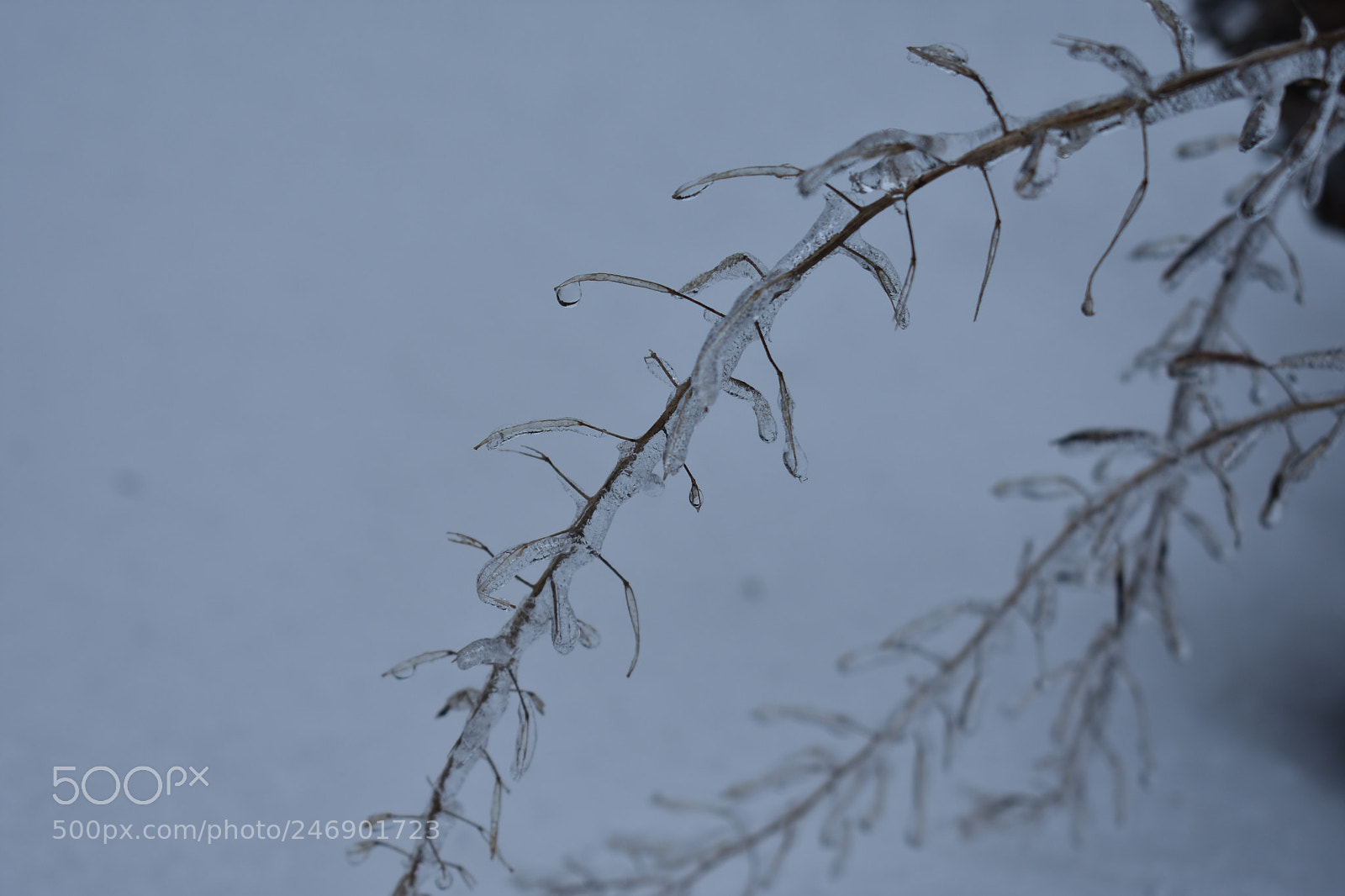 Nikon D3400 sample photo. Snow day photography