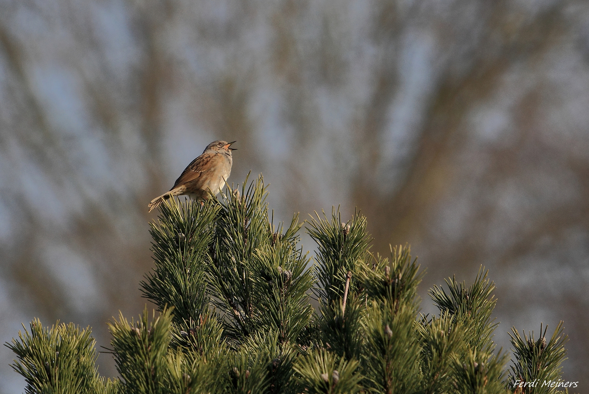 Canon EOS 60D sample photo. Aus vollem halse. photography
