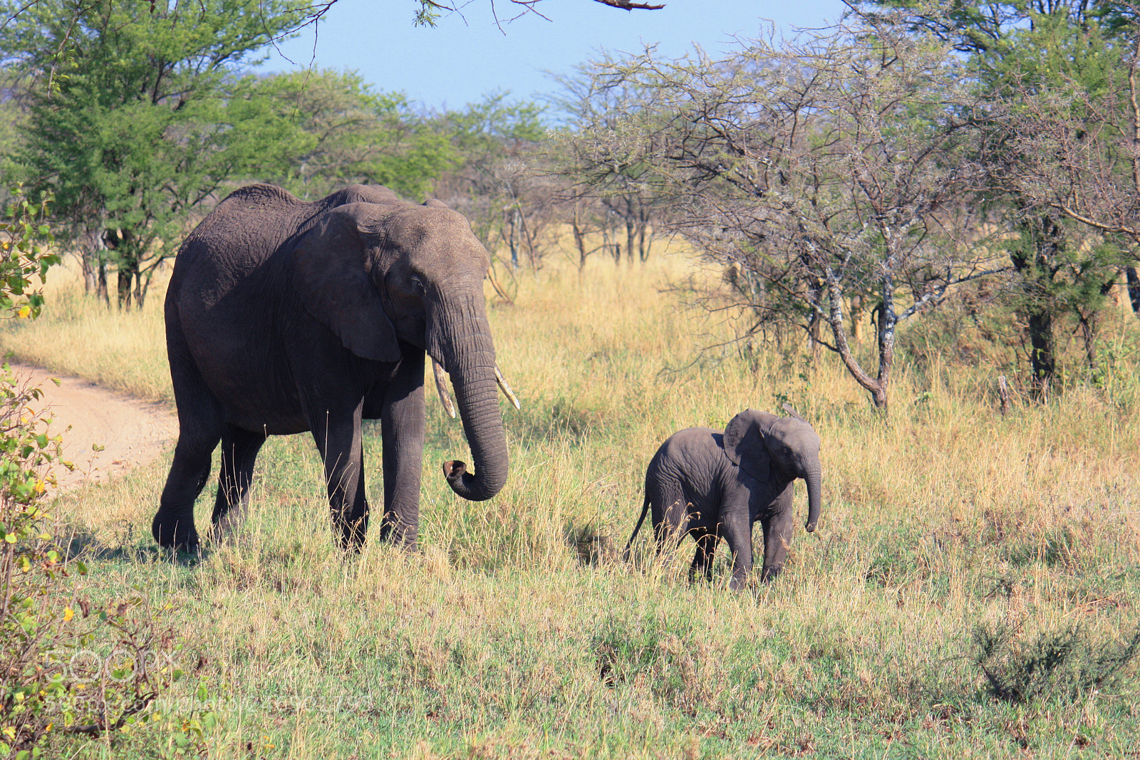 Canon EOS 450D (EOS Rebel XSi / EOS Kiss X2) sample photo. Giants of the serengeti photography
