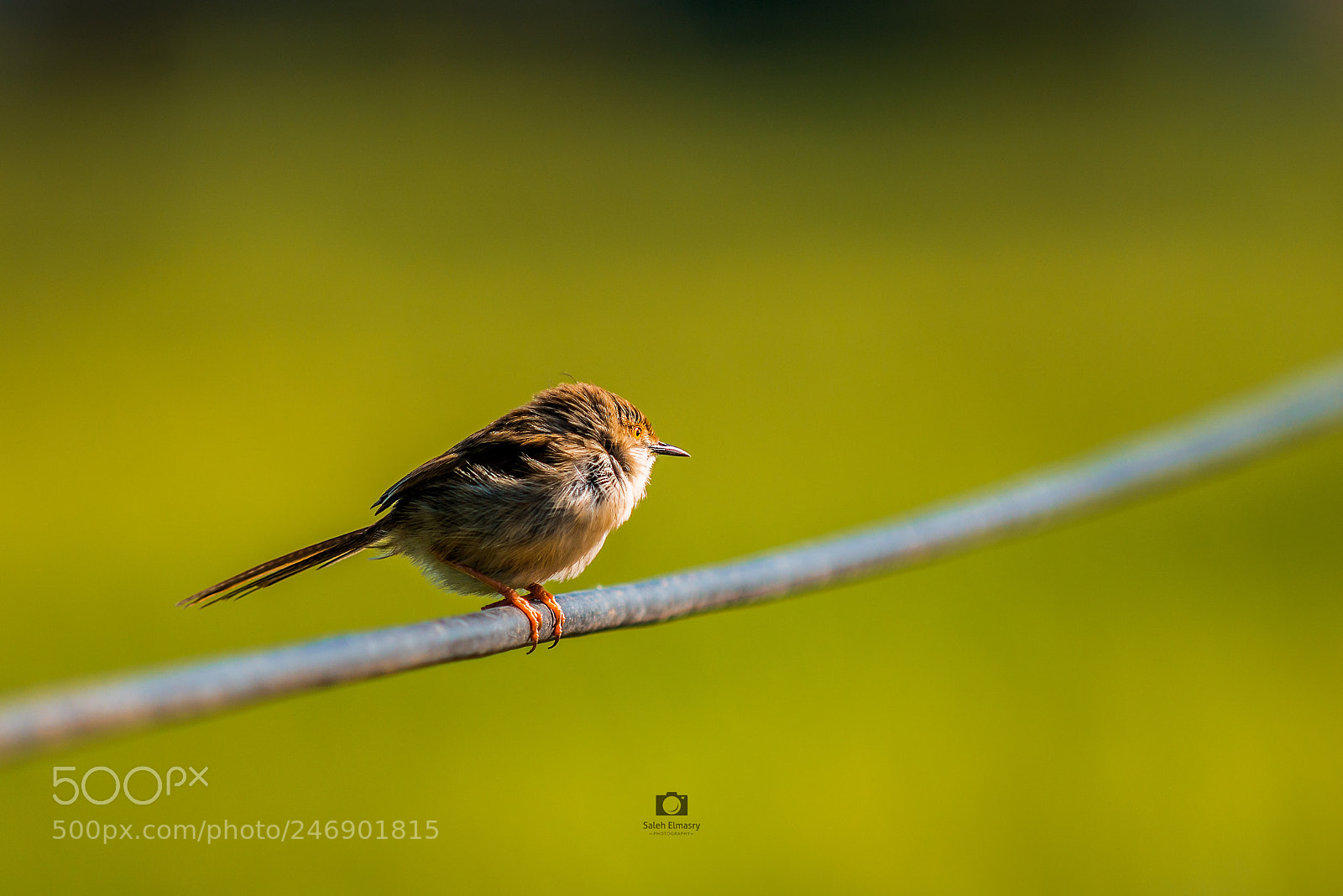 Nikon D800 sample photo. العصفور photography