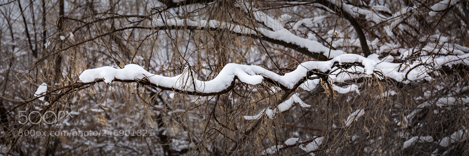 Canon EOS 6D sample photo. Snow laden branches photography