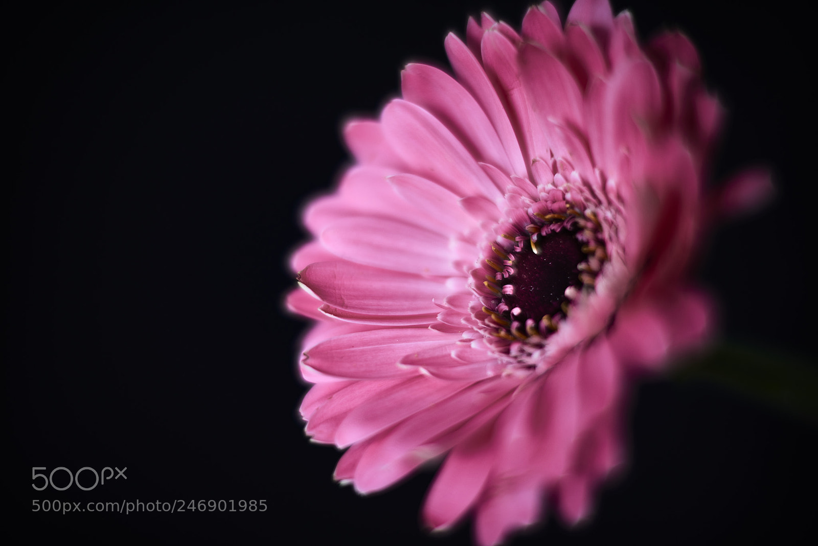 Nikon D800E sample photo. Flower invasion photography