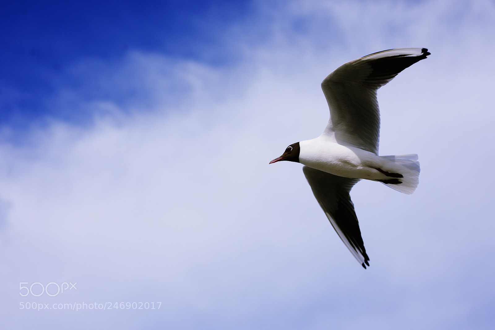 Nikon D600 sample photo. Flying above photography