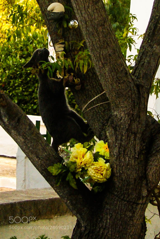 Sony Alpha DSLR-A200 sample photo. Cc cat climbing photography