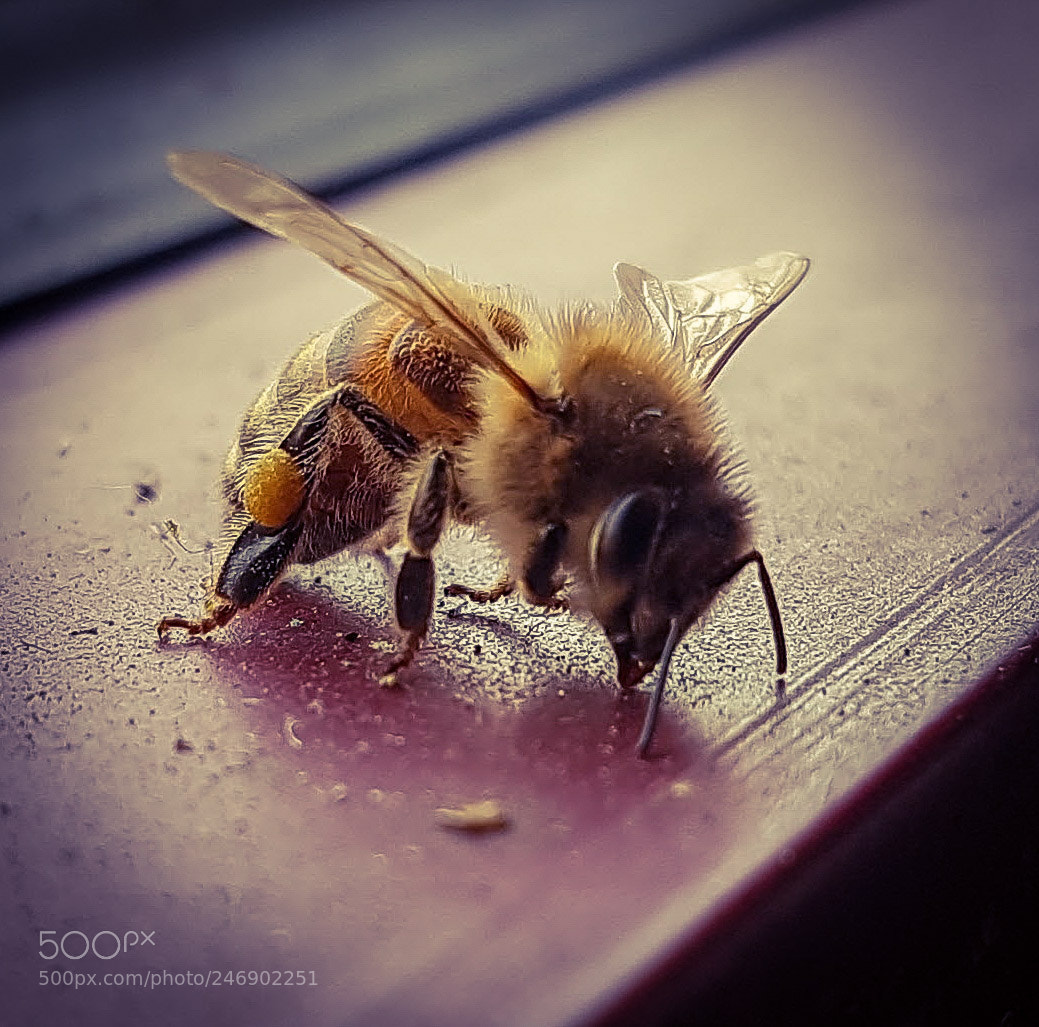 Samsung Galaxy S7 Edge sample photo. Wasp photography